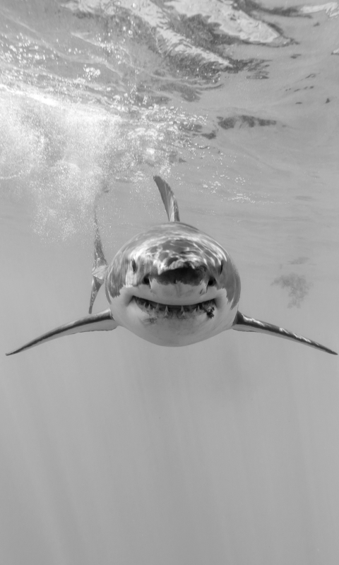 Download mobile wallpaper Sharks, Animal, Underwater, Shark, Black & White, Sea Life for free.