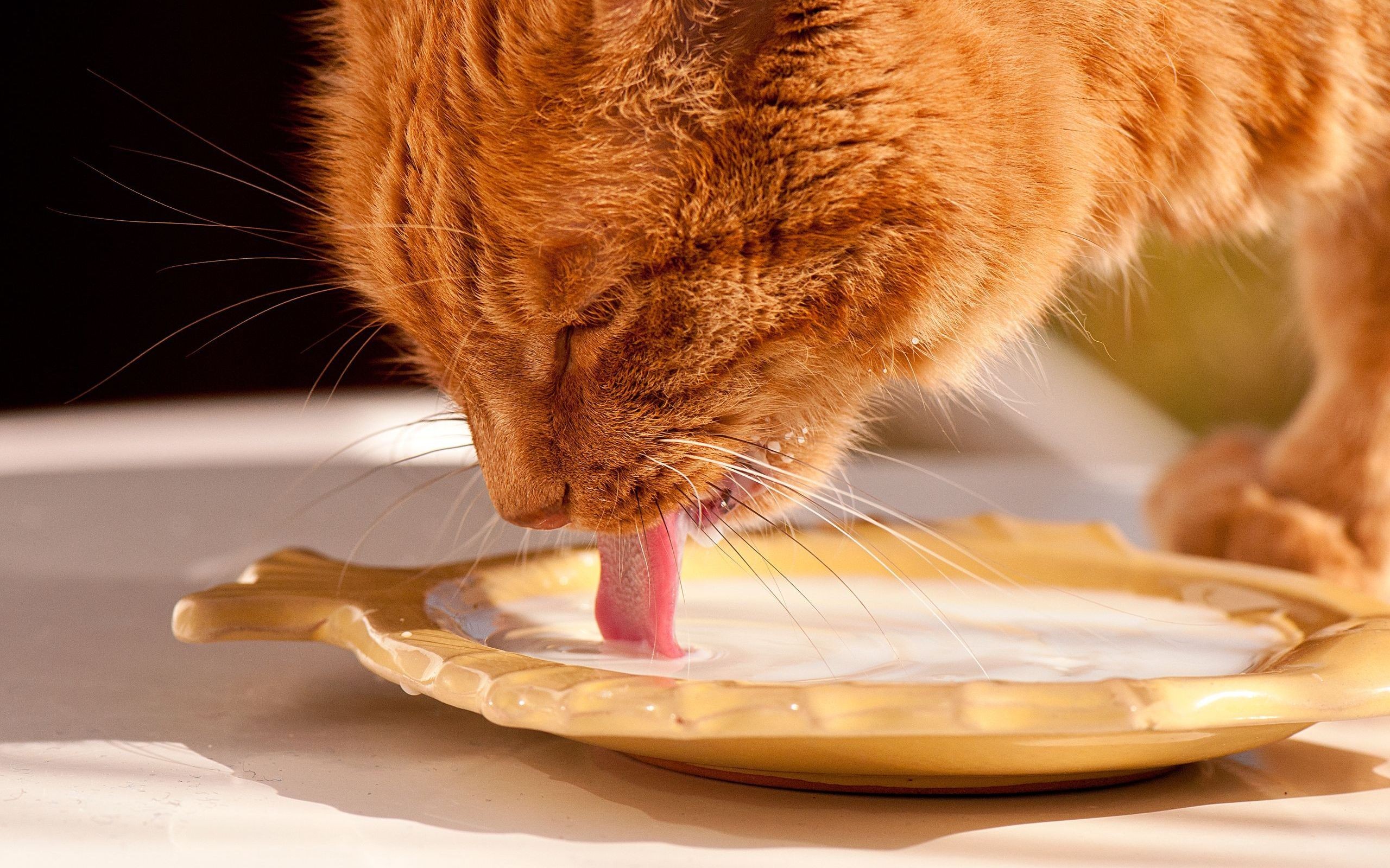 Baixe gratuitamente a imagem Animais, Gato na área de trabalho do seu PC