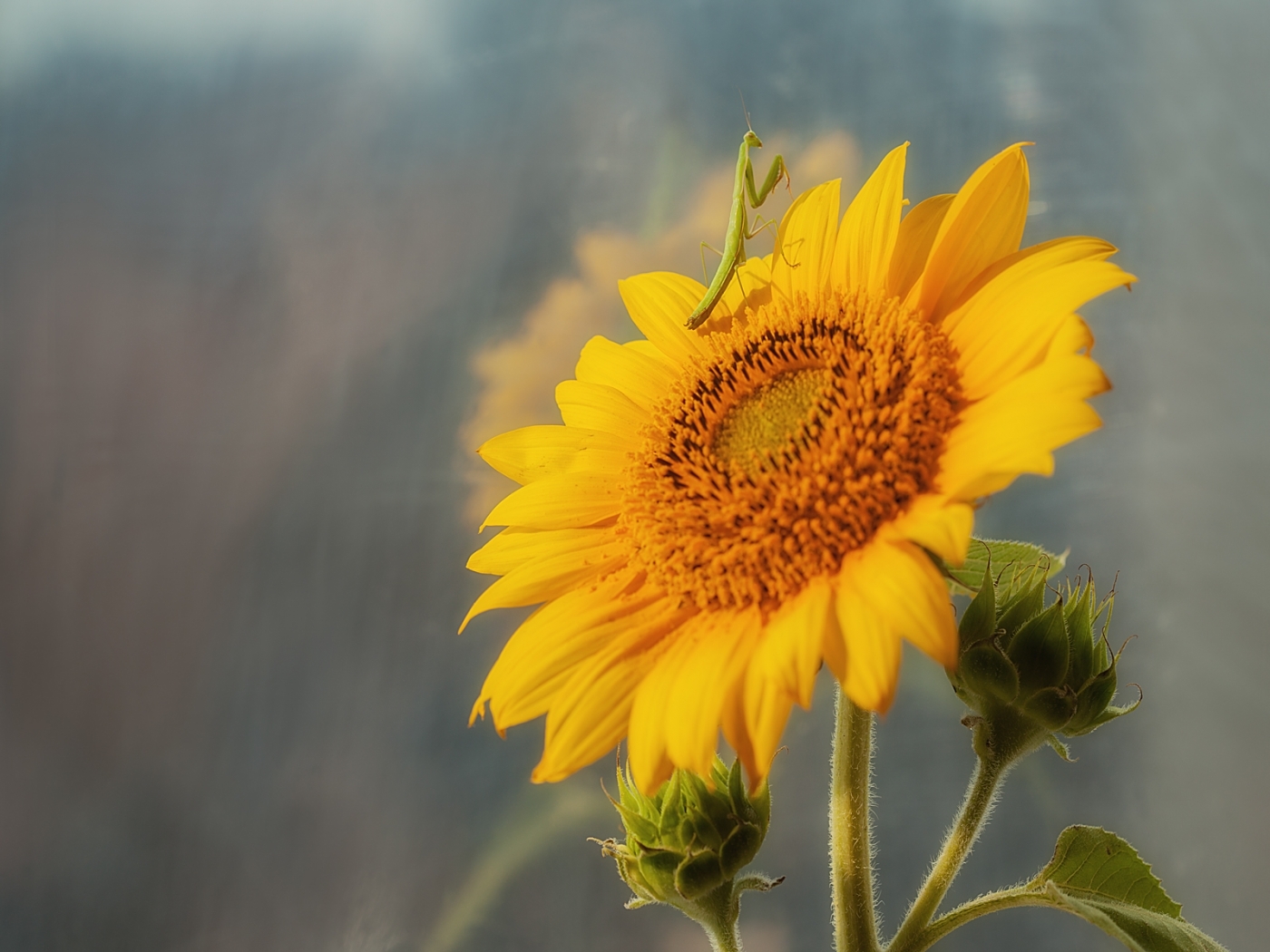 Free download wallpaper Plants, Insects, Sunflowers on your PC desktop