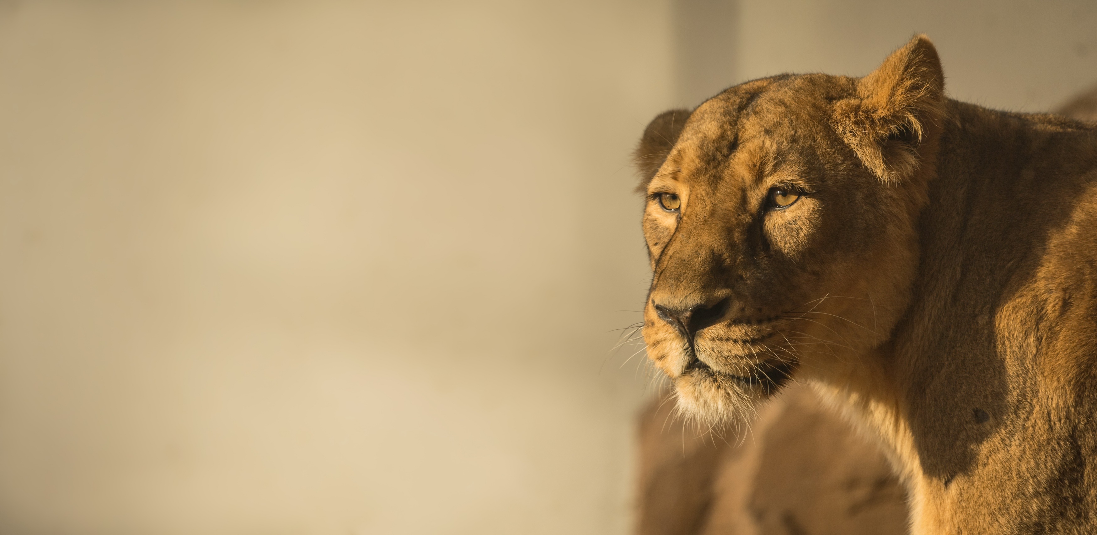 Téléchargez des papiers peints mobile Animaux, Chats, Lion gratuitement.