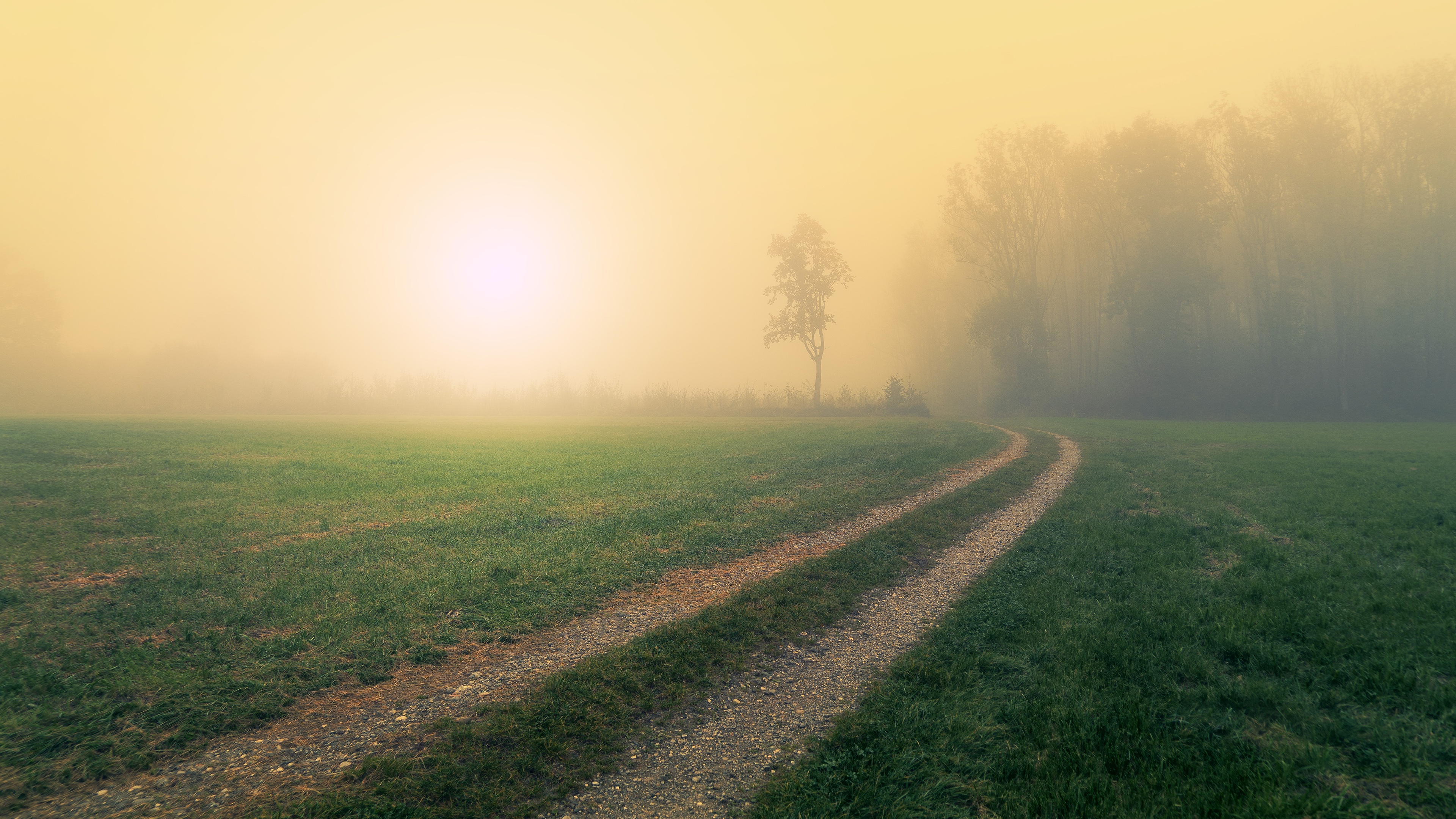 Download mobile wallpaper Sun, Forest, Fog, Field, Path, Man Made for free.