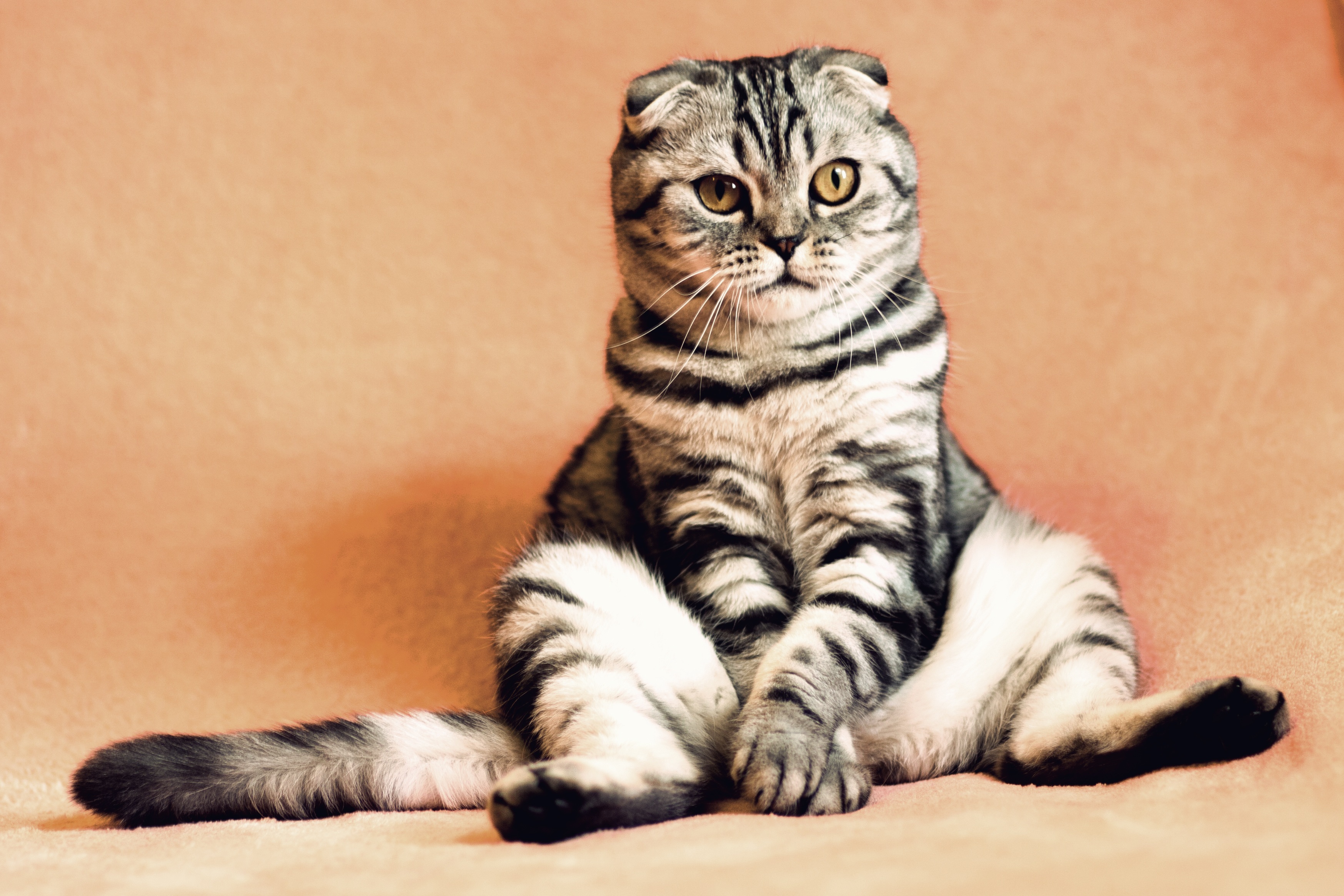 126498 descargar fondo de pantalla animales, gato, fresco, gracioso, está sentado, sienta, graciosamente, gato scottish fold, gato plegable escocés: protectores de pantalla e imágenes gratis