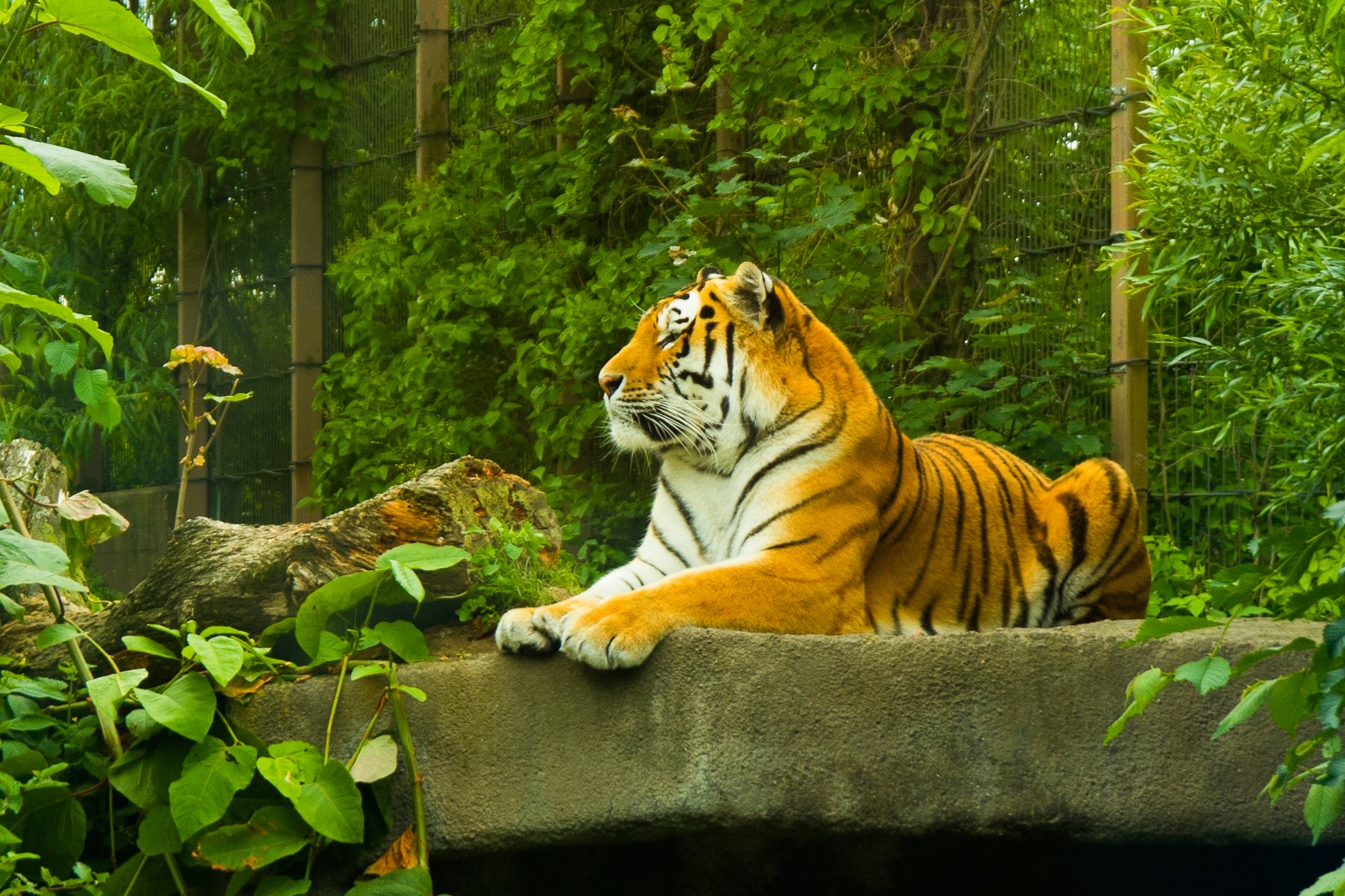Скачать картинку Животные, Тигр, Зеленый, Зоопарк, Кошки в телефон бесплатно.