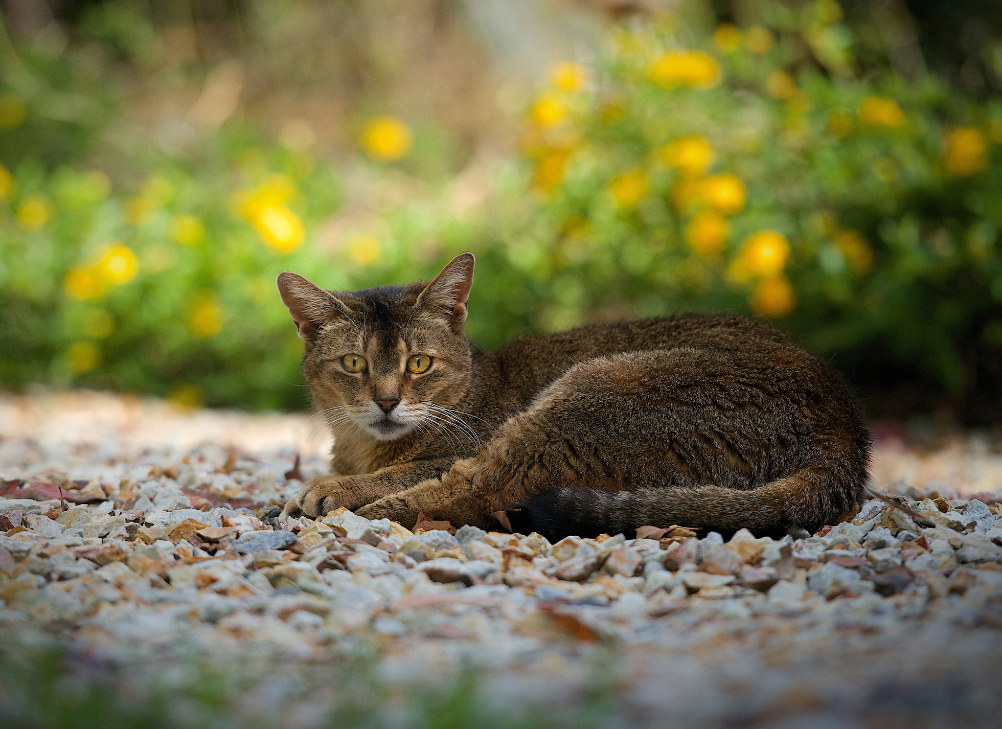 Baixar papel de parede para celular de Animais, Gatos, Gato gratuito.