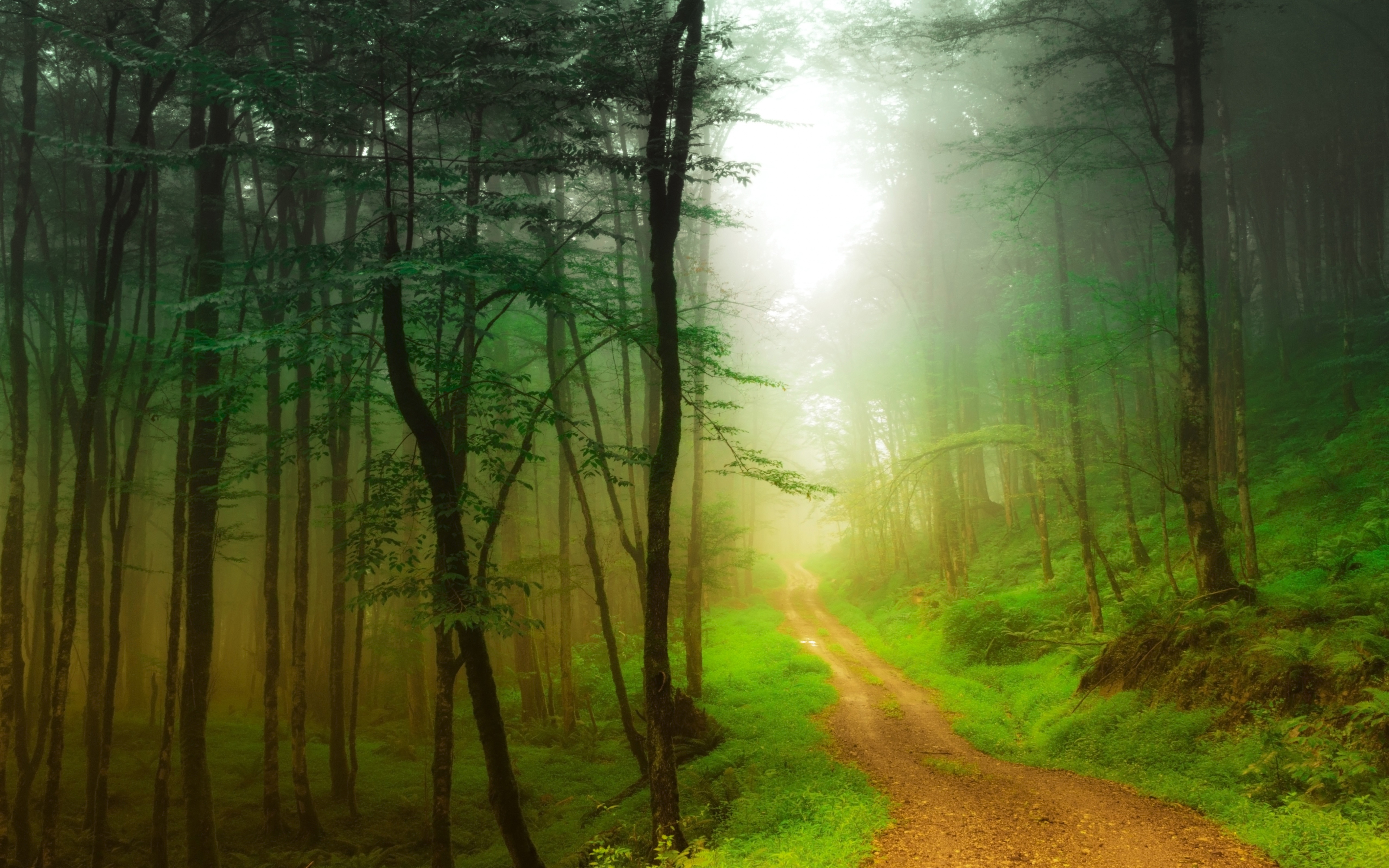 Free download wallpaper Nature, Forest, Tree, Fog, Earth, Path on your PC desktop