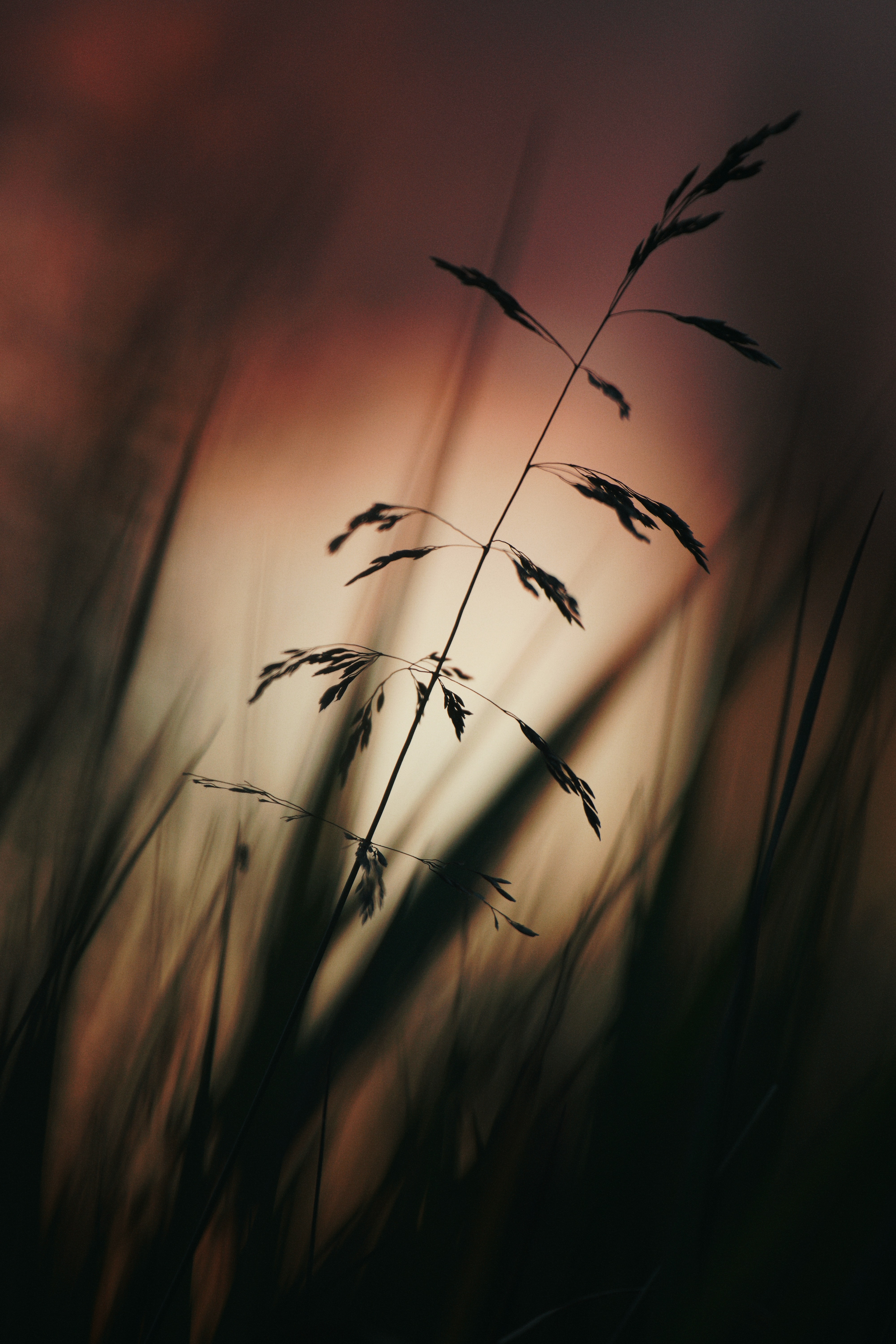Download mobile wallpaper Ears, Spikes, Grass, Silhouette, Dark for free.
