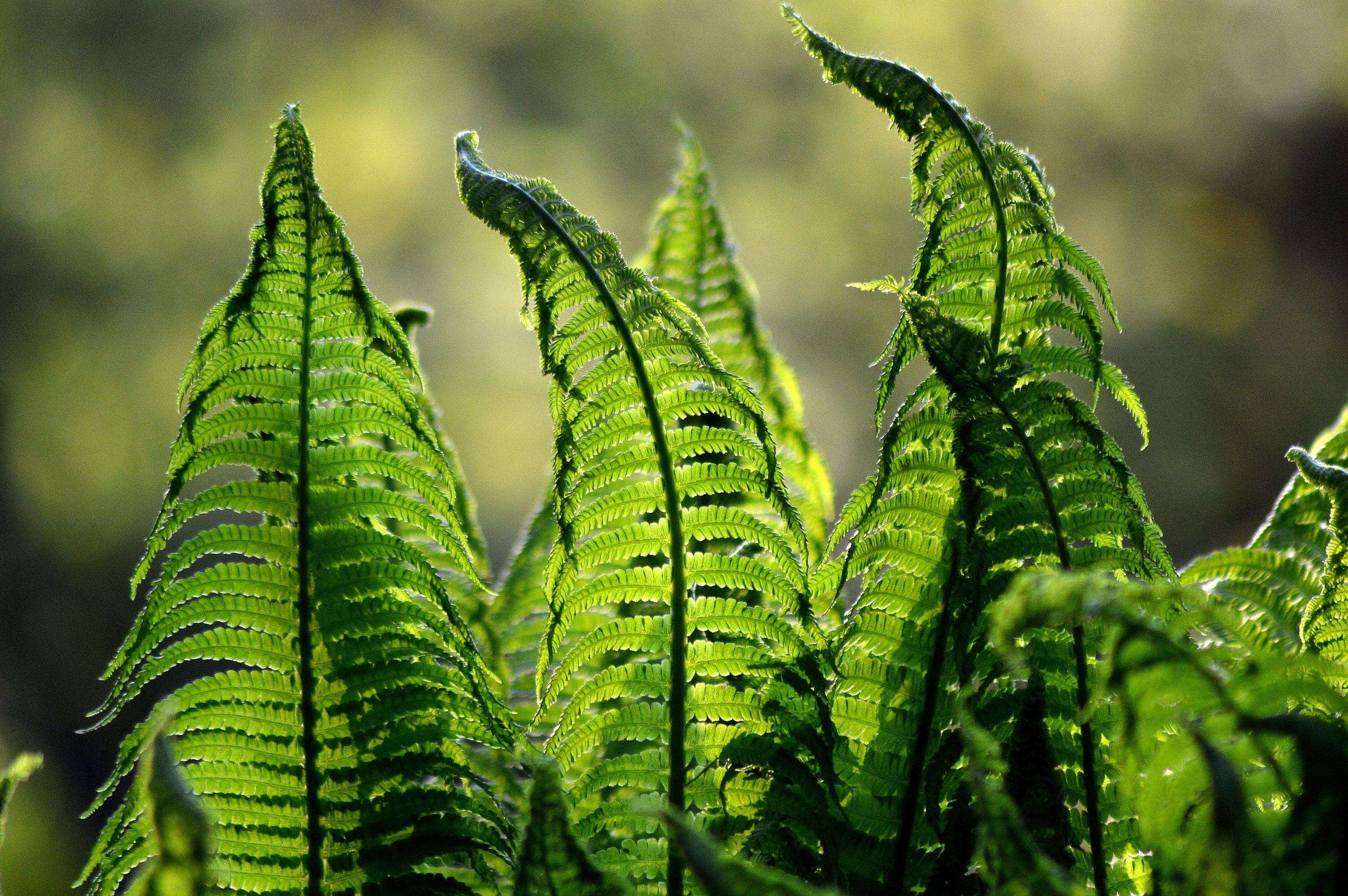 plant, nature, leaves, fern, blur Image for desktop