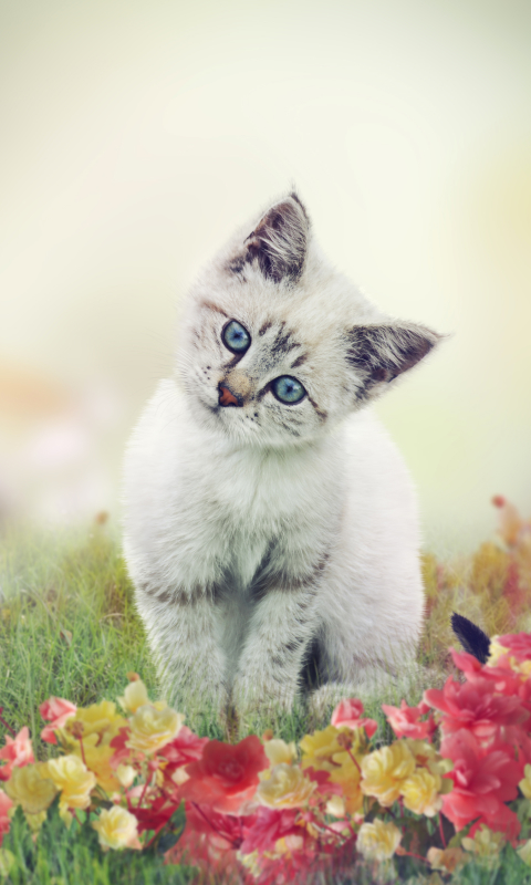 Download mobile wallpaper Cats, Cat, Kitten, Animal for free.