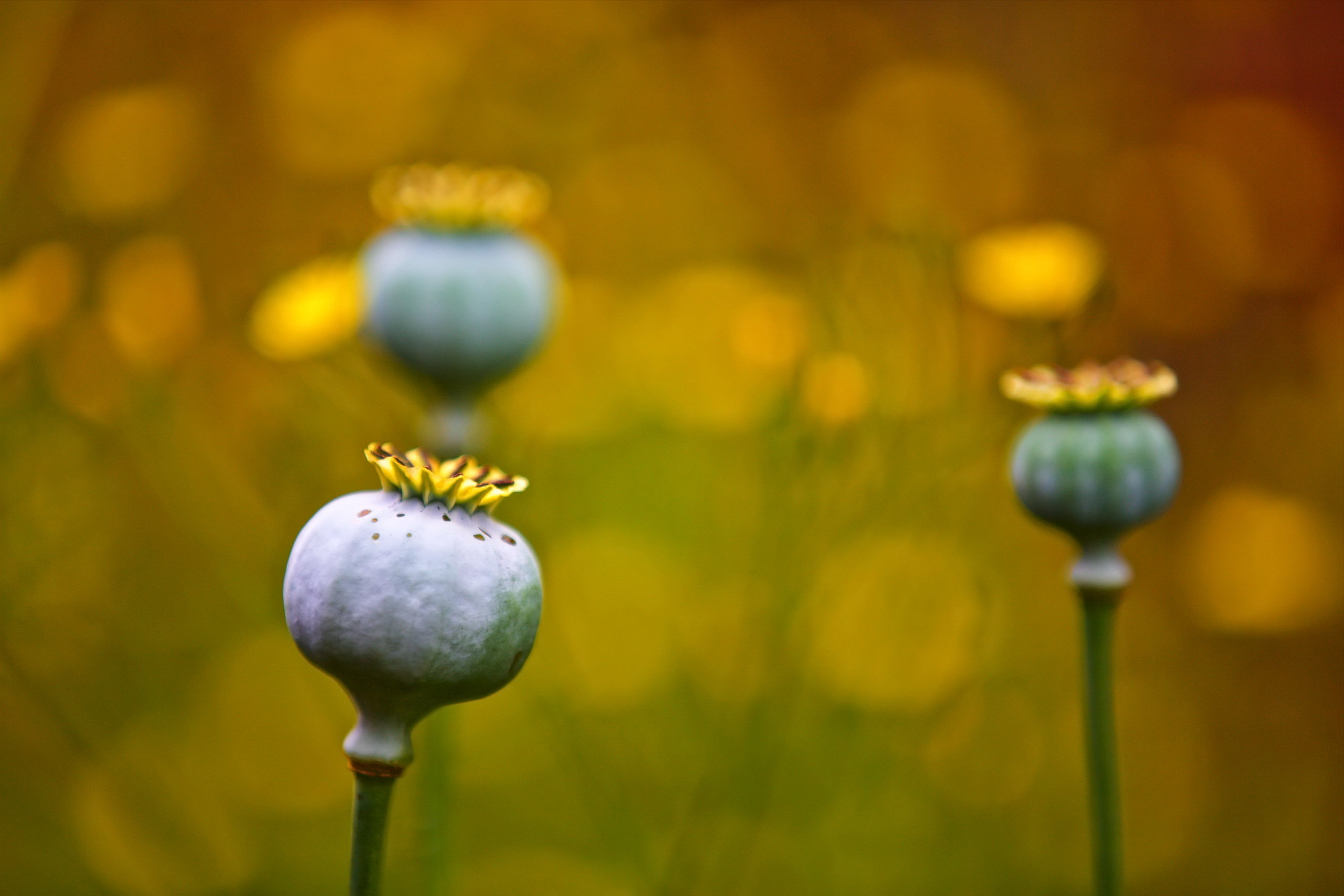 Descarga gratis la imagen Naturaleza, Flores, Flor, De Cerca, Bokeh, Flor Amarilla, Tierra/naturaleza en el escritorio de tu PC