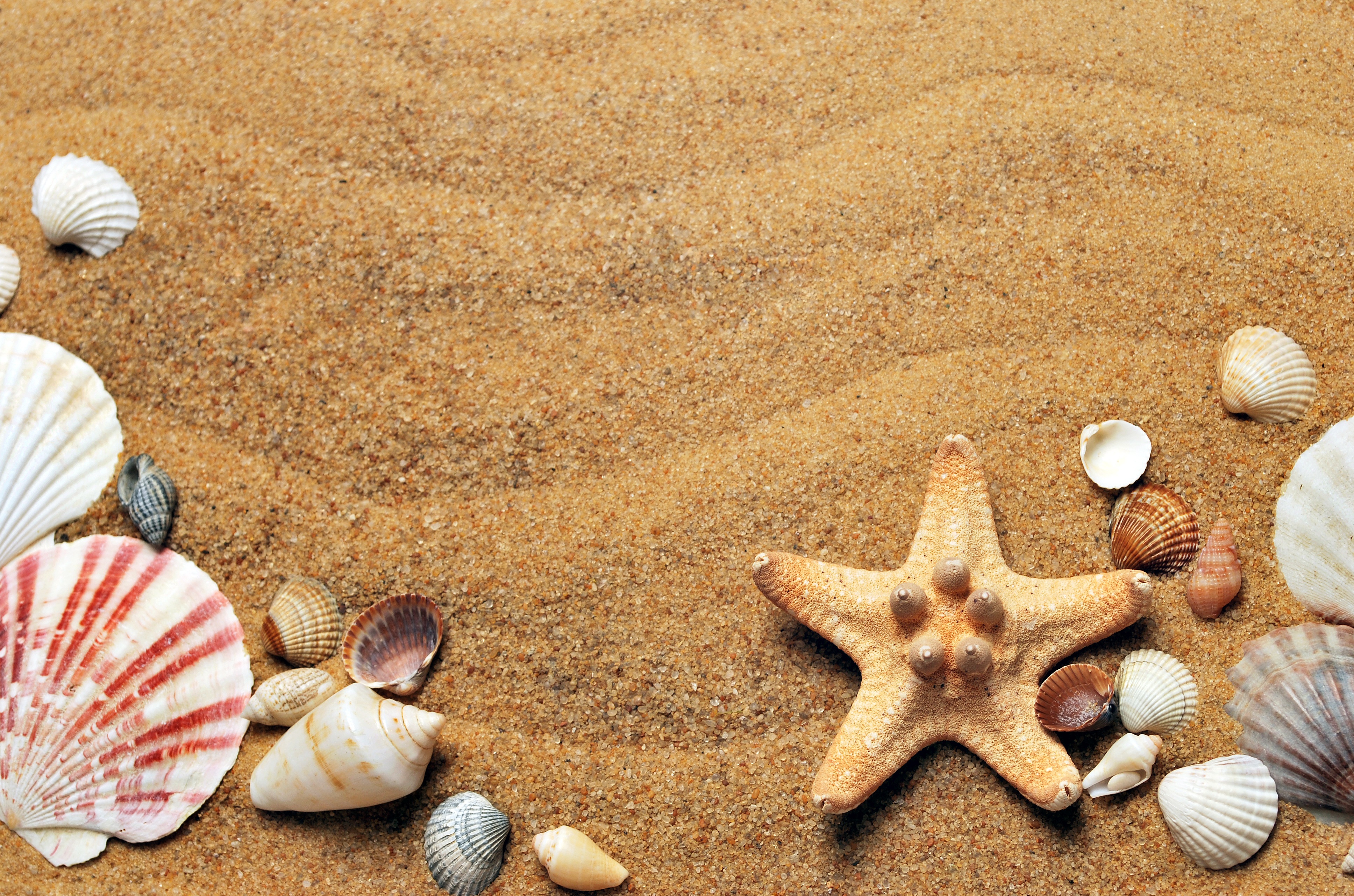 Laden Sie das Sand, Muschel, Seestern, Erde/natur-Bild kostenlos auf Ihren PC-Desktop herunter