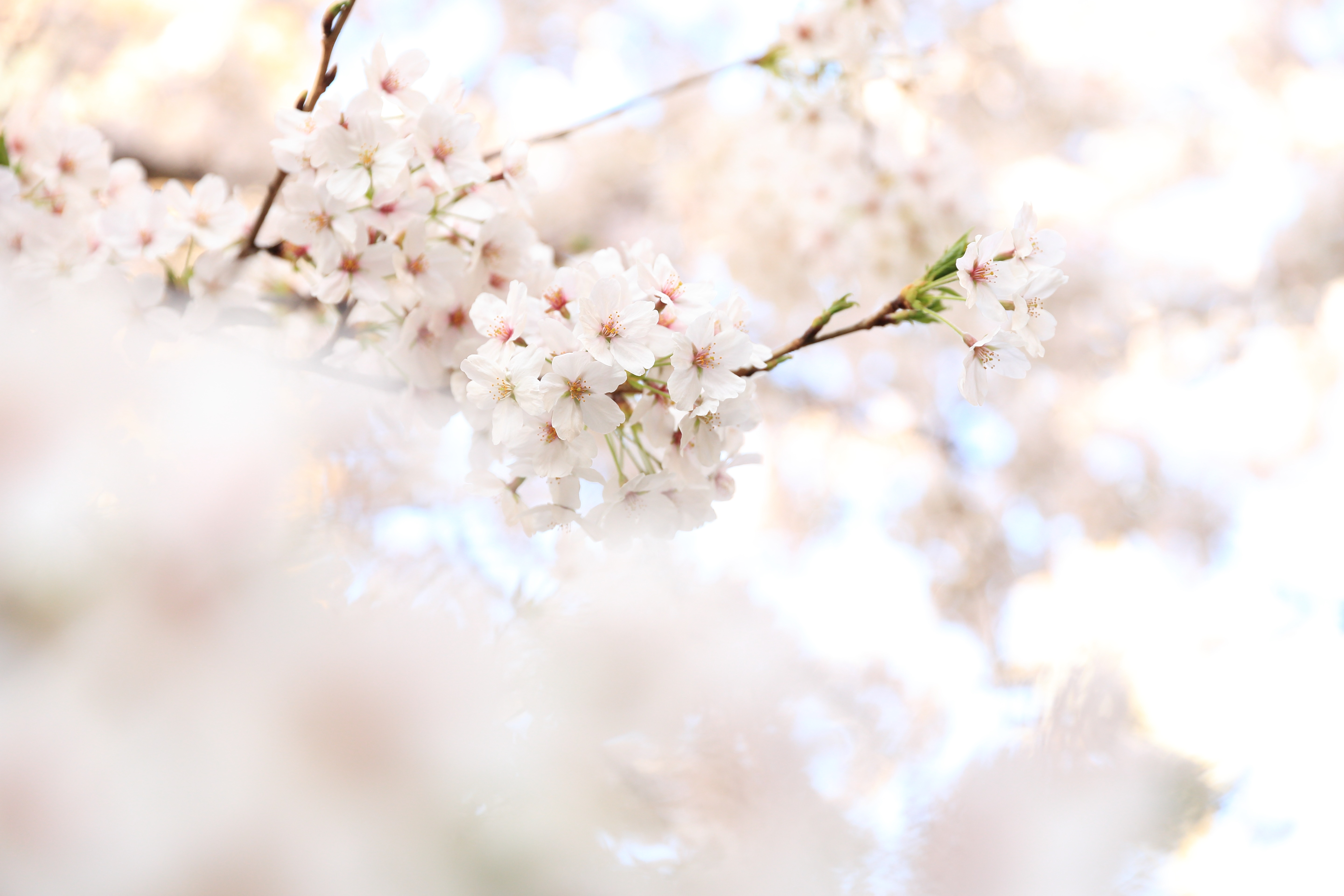 Download mobile wallpaper Nature, Flowers, Flower, Blur, Branch, Earth, Cherry Blossom, White Flower, Blossom for free.