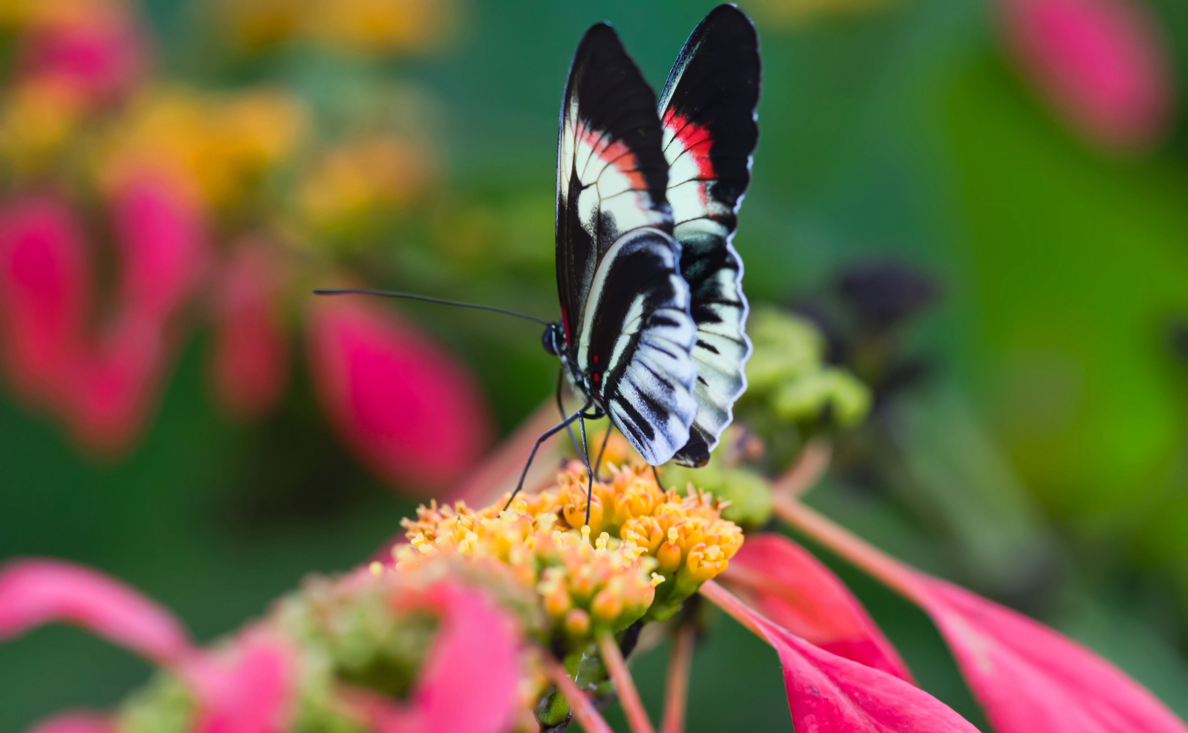 Download mobile wallpaper Nature, Flower, Macro, Butterfly, Animal for free.