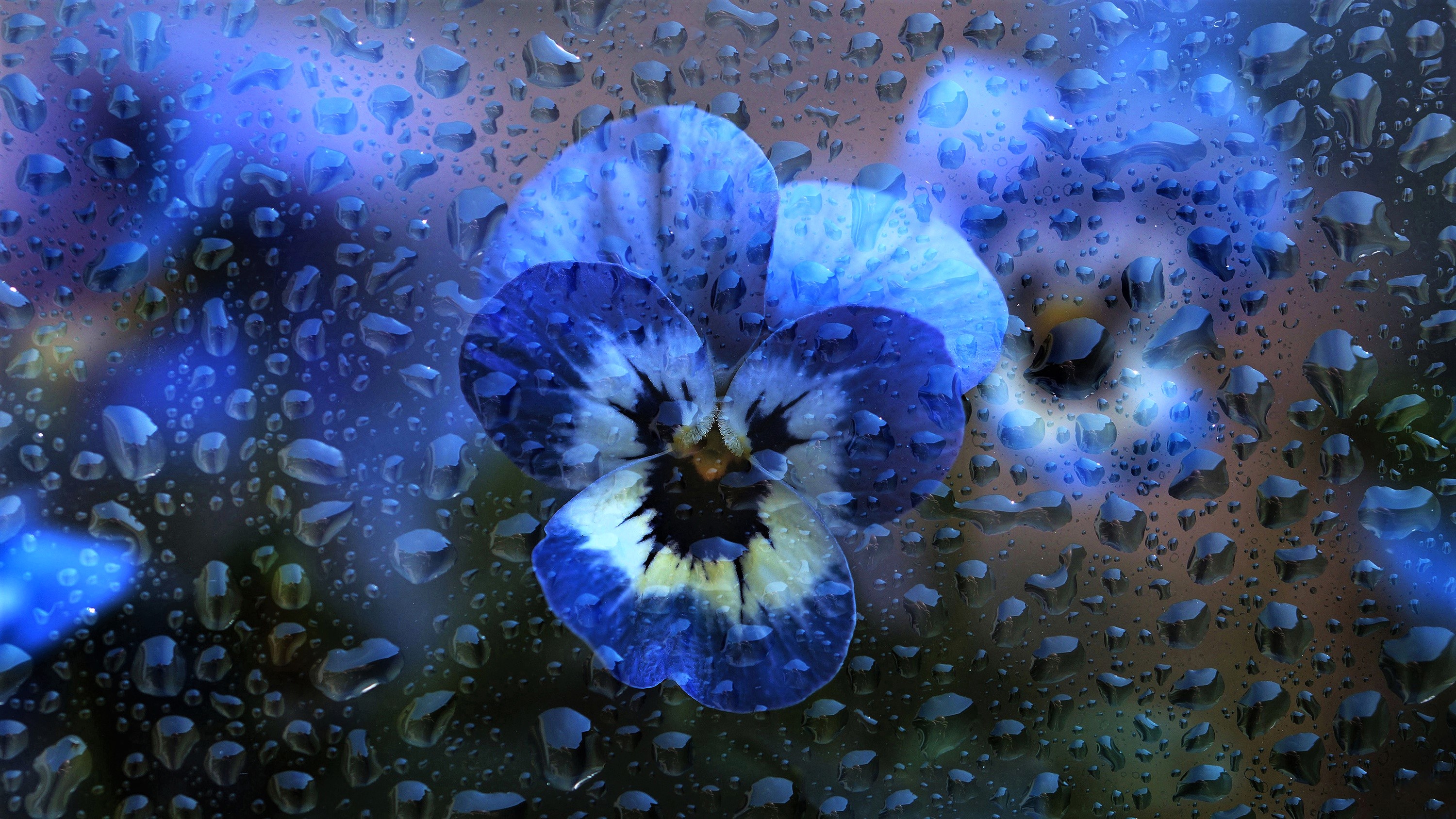 無料モバイル壁紙フラワーズ, パンジー, 花, 地球, 窓, 青い花, 雨滴をダウンロードします。