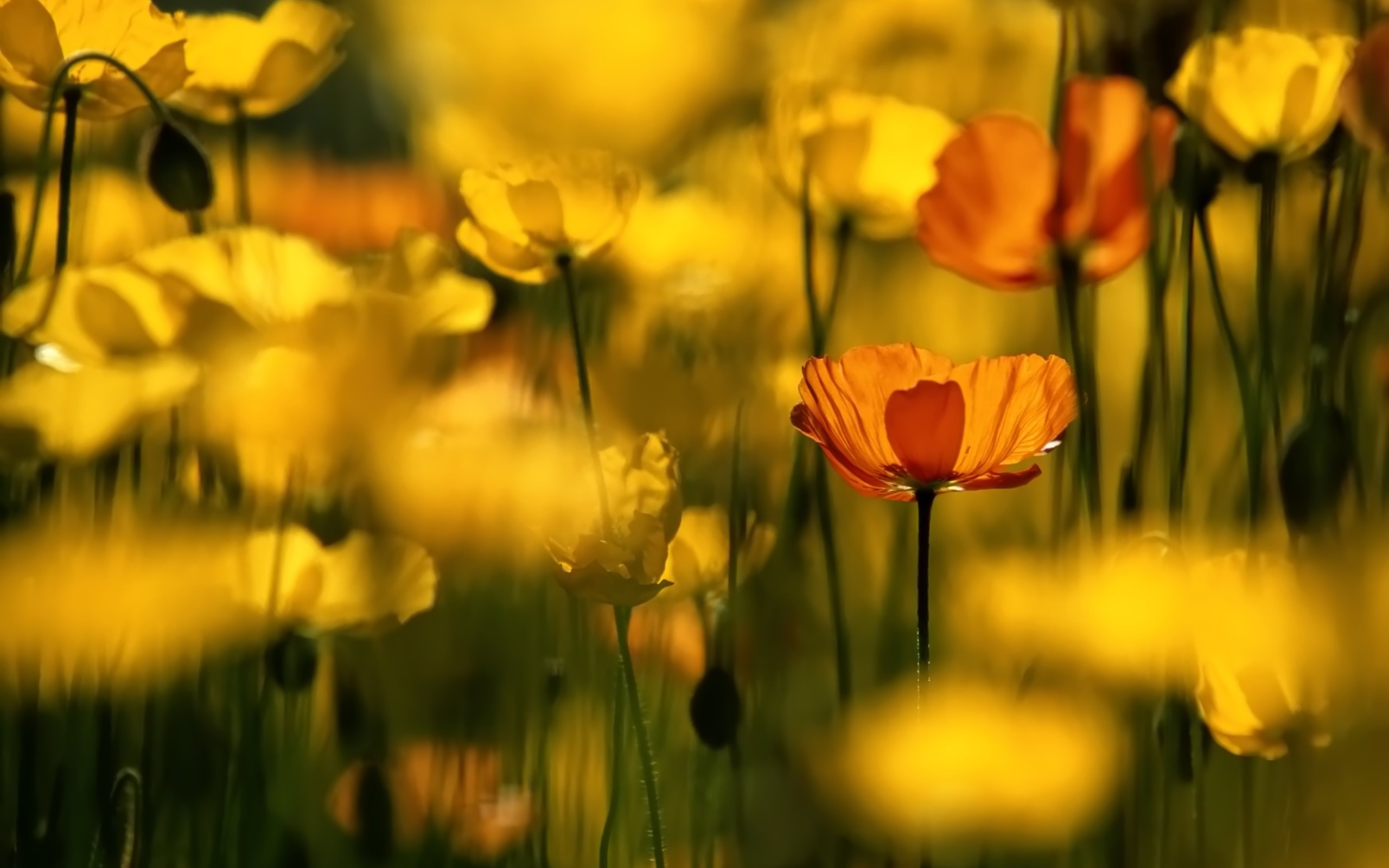 Descarga gratis la imagen Flores, Flor, Amapola, Tierra/naturaleza en el escritorio de tu PC