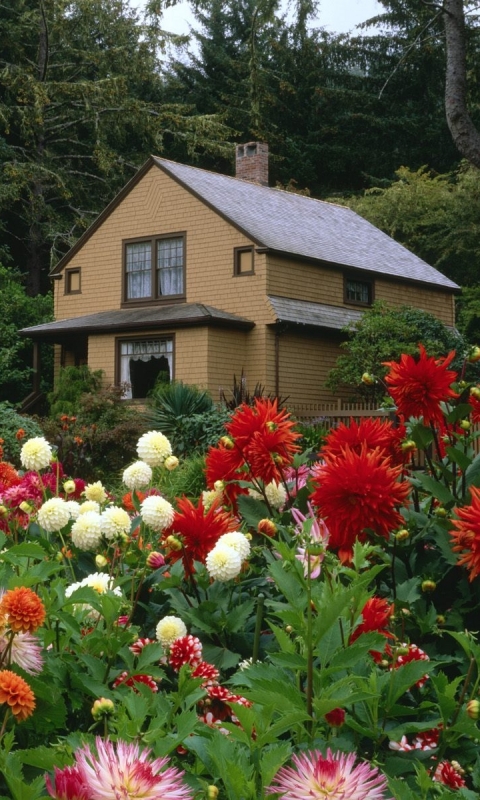 Download mobile wallpaper House, Earth, Garden, Dahlia, Cottage for free.