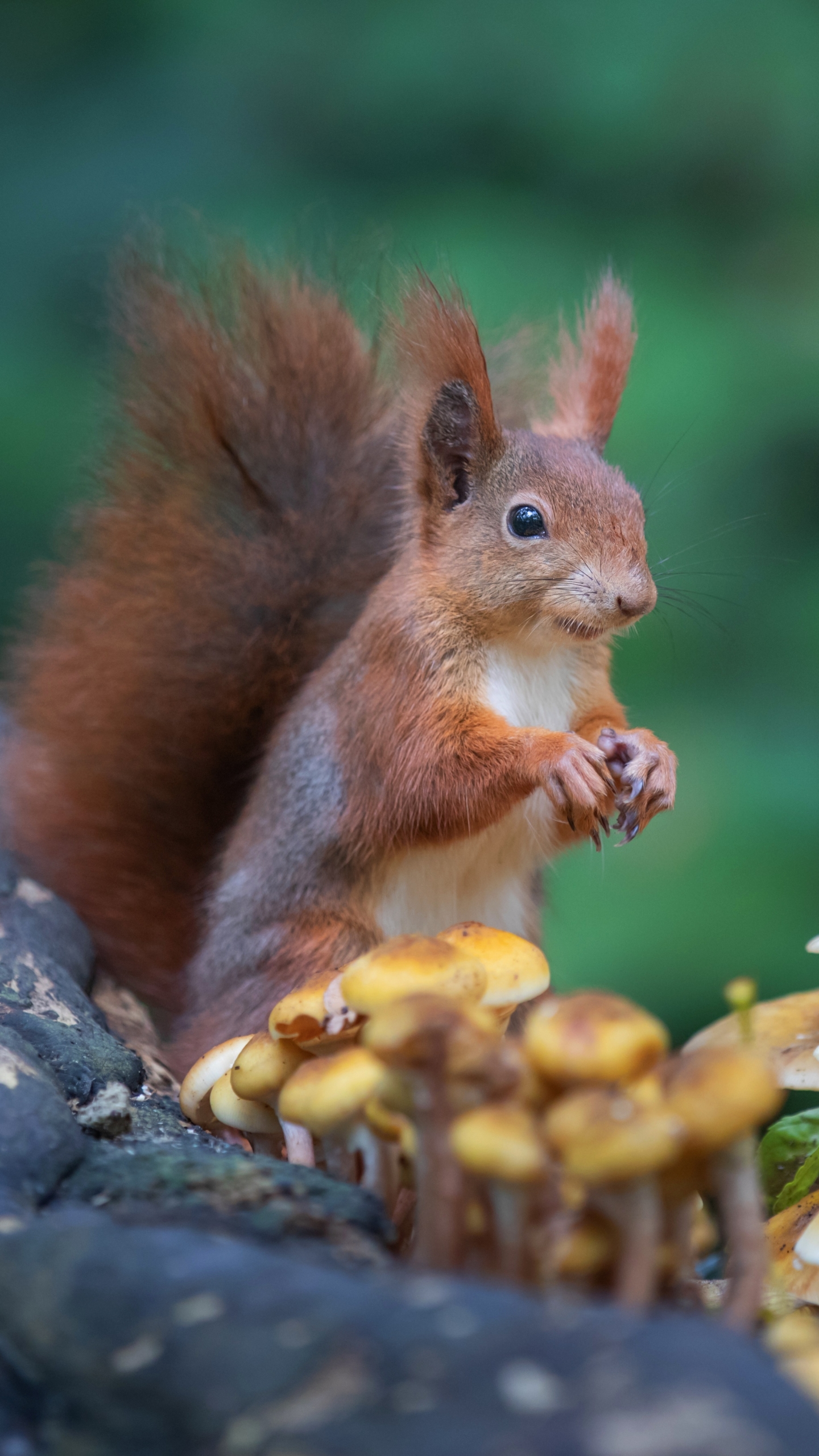 Download mobile wallpaper Squirrel, Animal, Mushroom, Rodent for free.