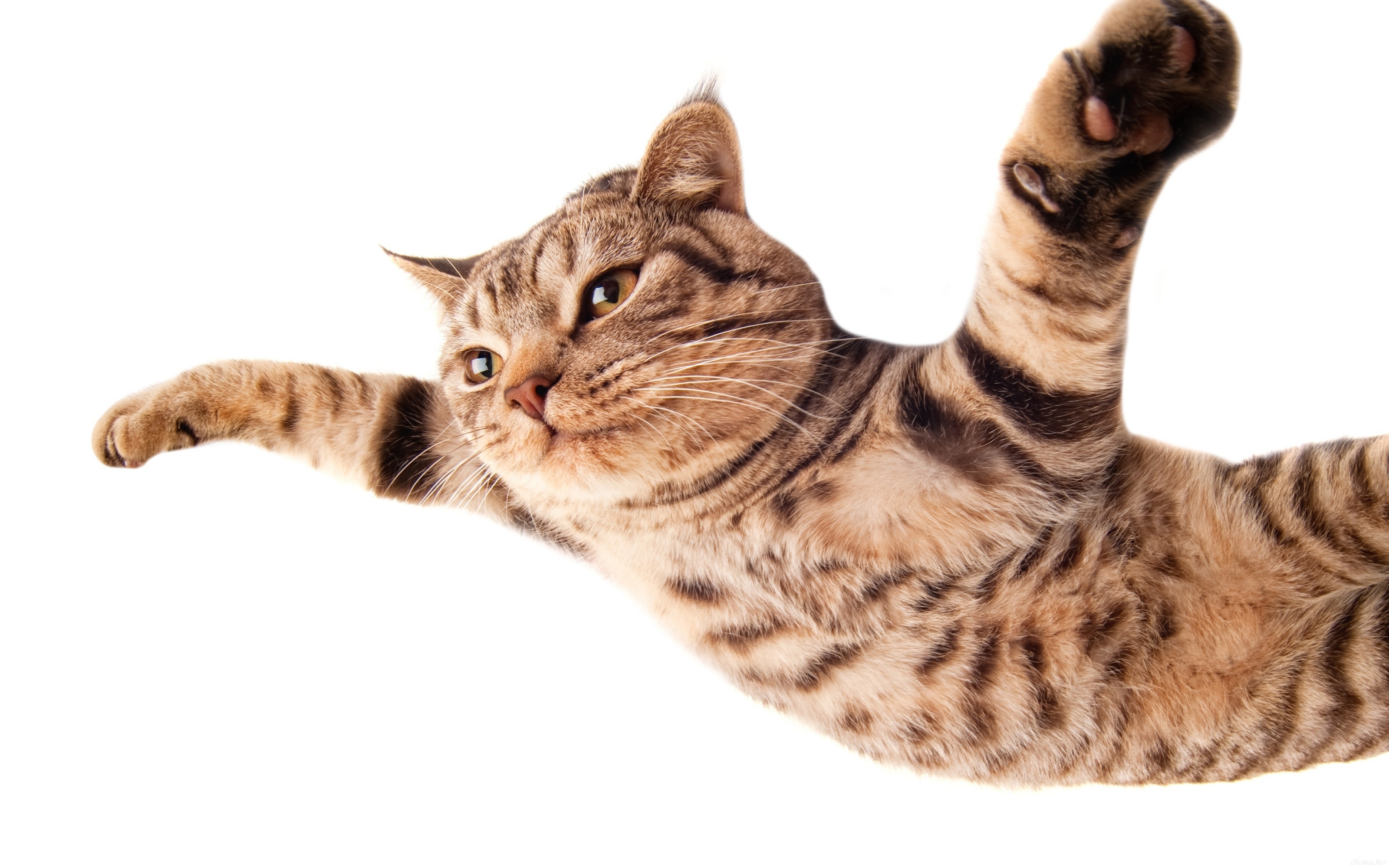 Скачати мобільні шпалери Кішка, Тварина, Коти, Смішно безкоштовно.