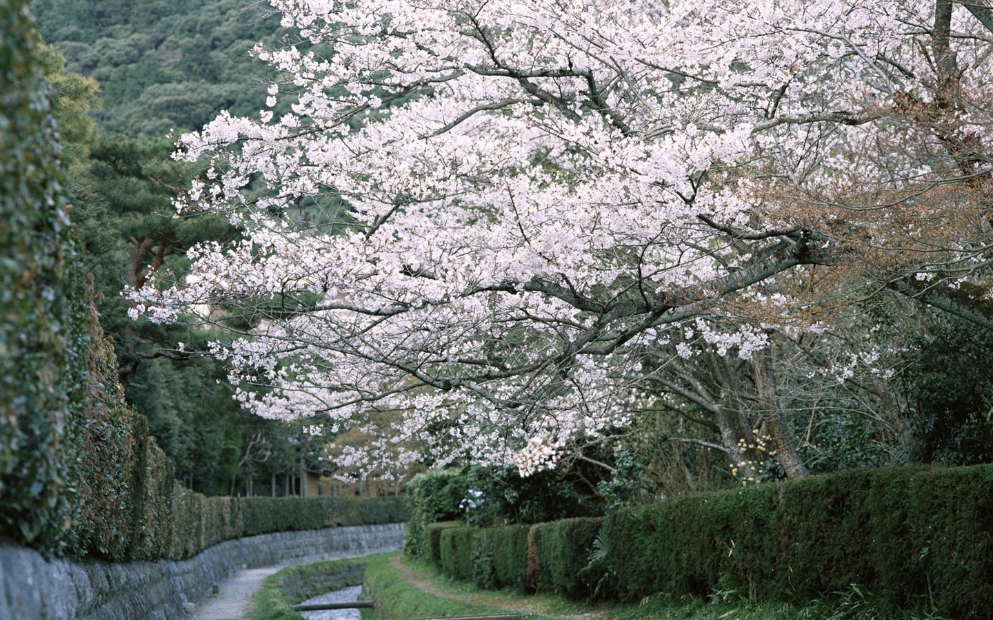 Free download wallpaper Blossom, Flowers, Earth on your PC desktop