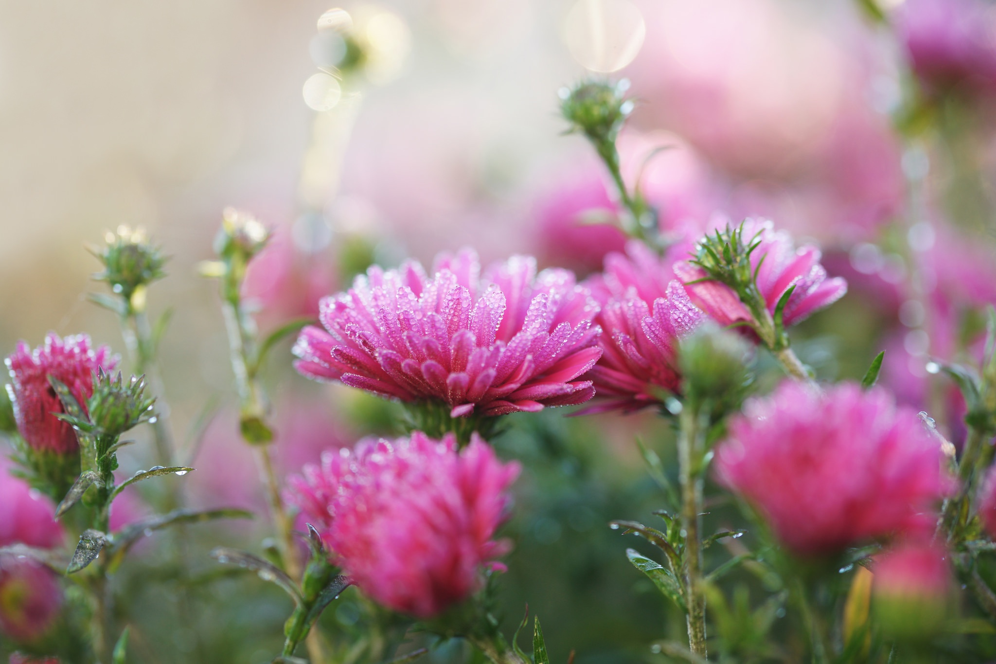 Free download wallpaper Nature, Flowers, Flower, Close Up, Earth, Pink Flower on your PC desktop