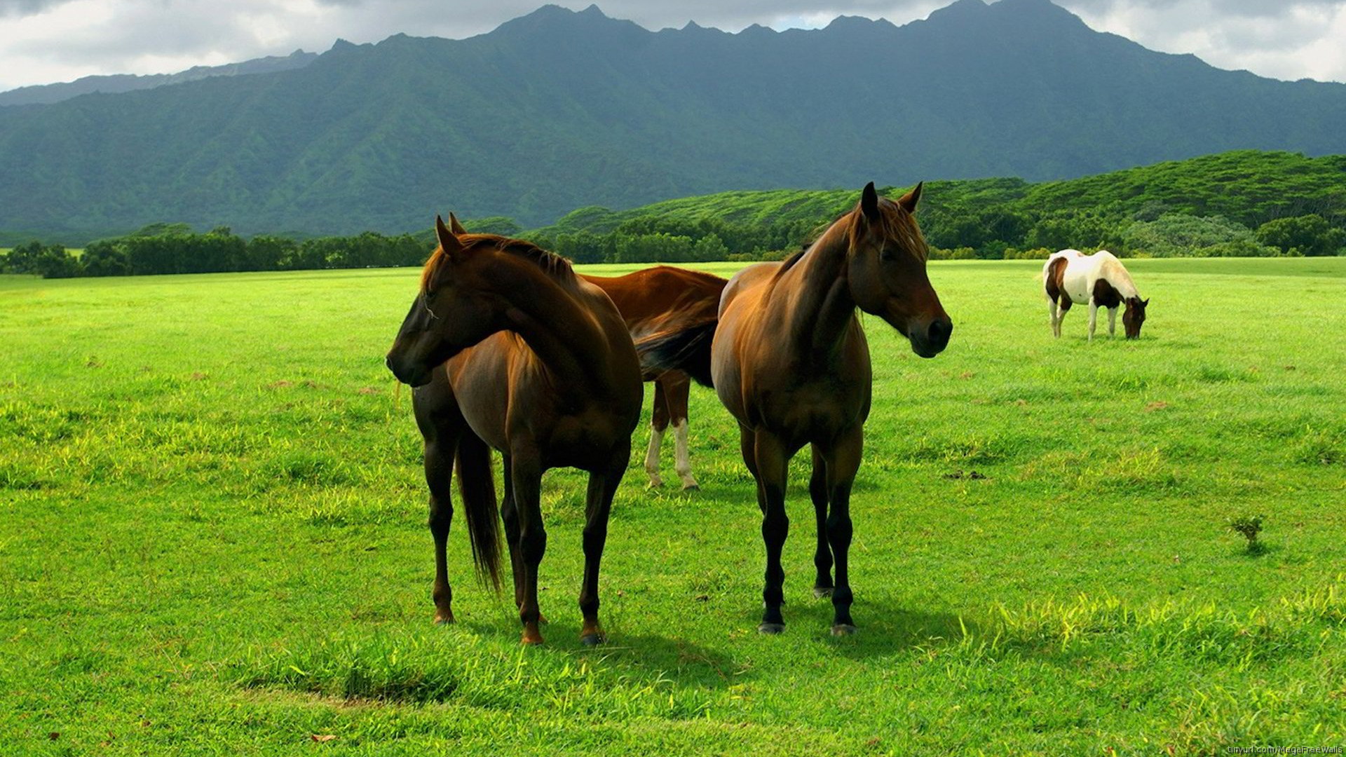 PCデスクトップに動物, 馬, 山画像を無料でダウンロード