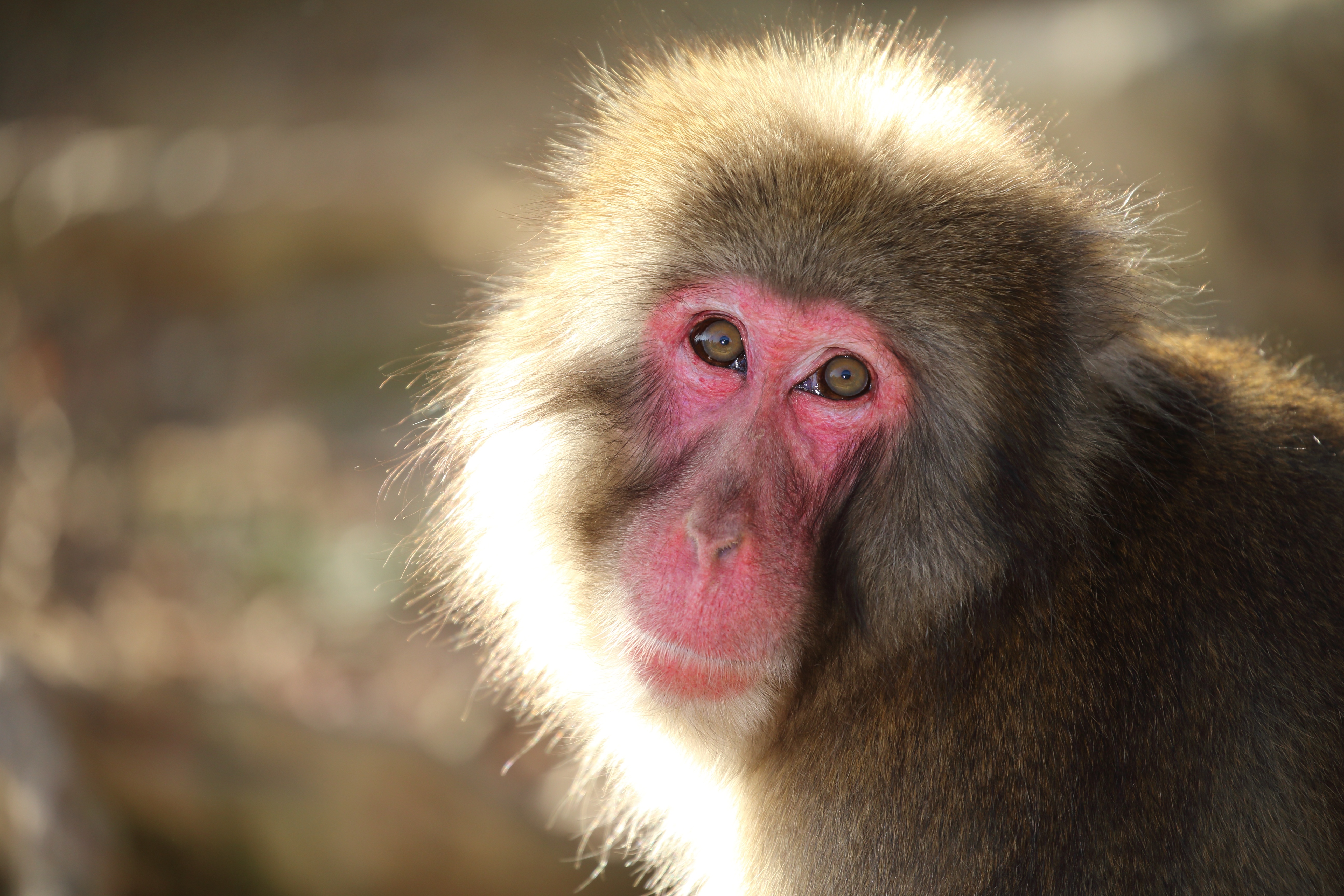 Descarga gratuita de fondo de pantalla para móvil de Animales, Monos, Mono, Primate, Macaca Fuscata.