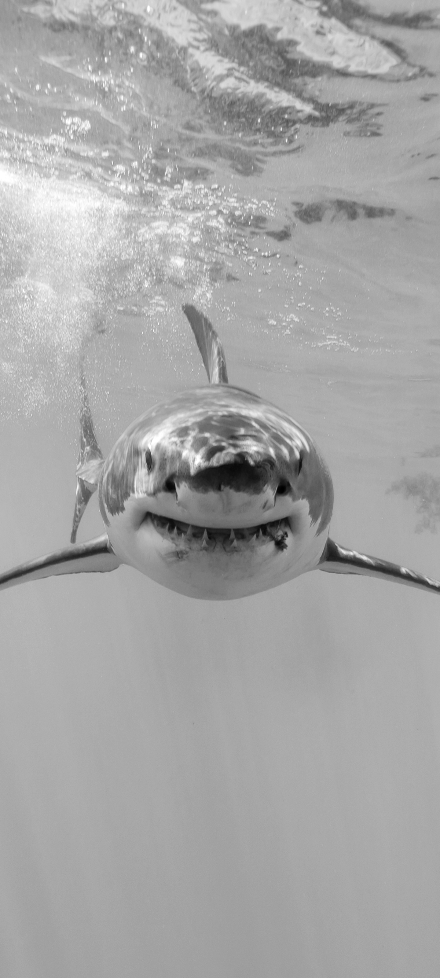 PCデスクトップに動物, サメ, 水中, 鮫, 黒 白, 海の生物画像を無料でダウンロード