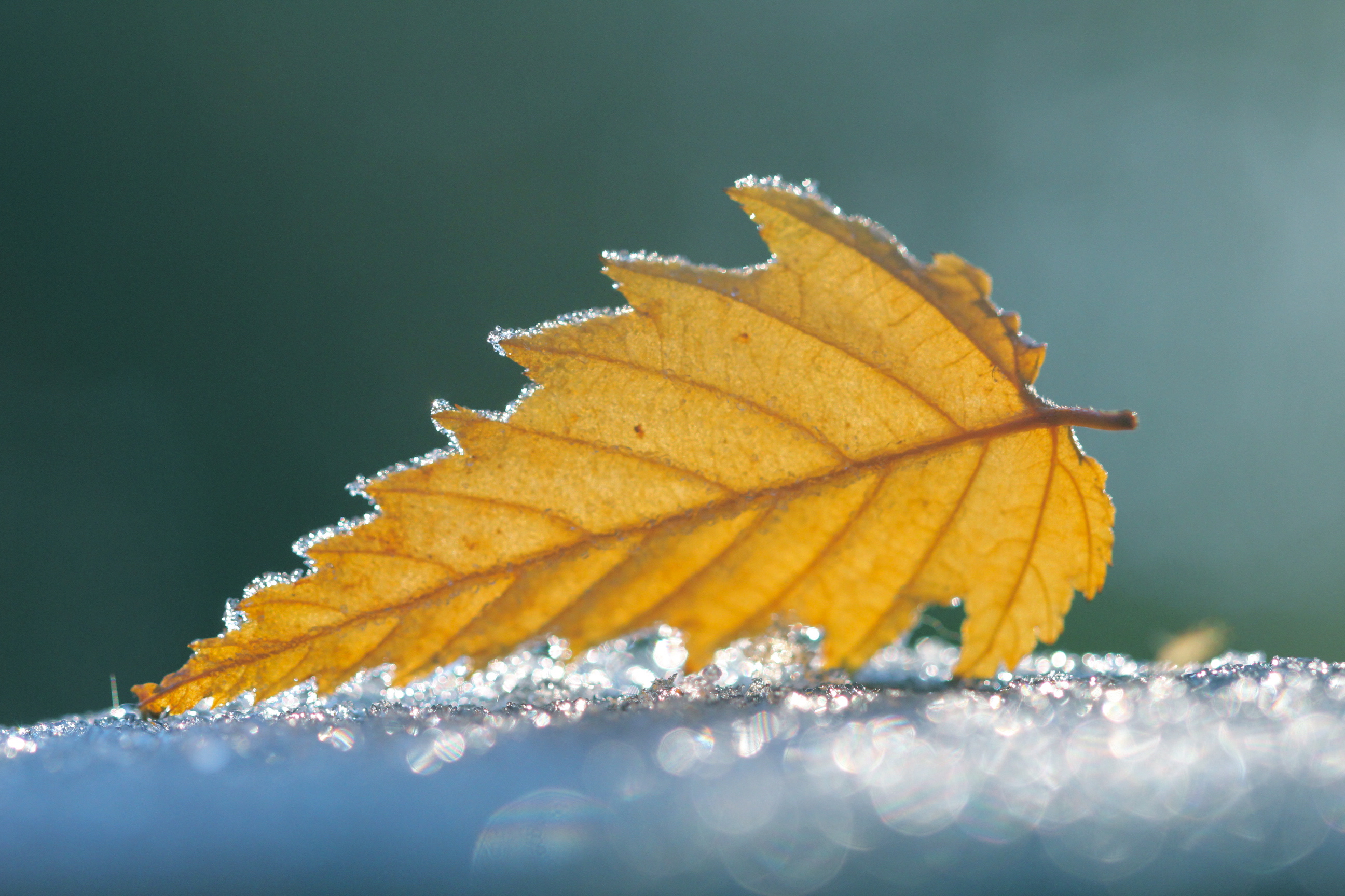 Descarga gratis la imagen Naturaleza, Hoja, Soleado, Tierra/naturaleza en el escritorio de tu PC