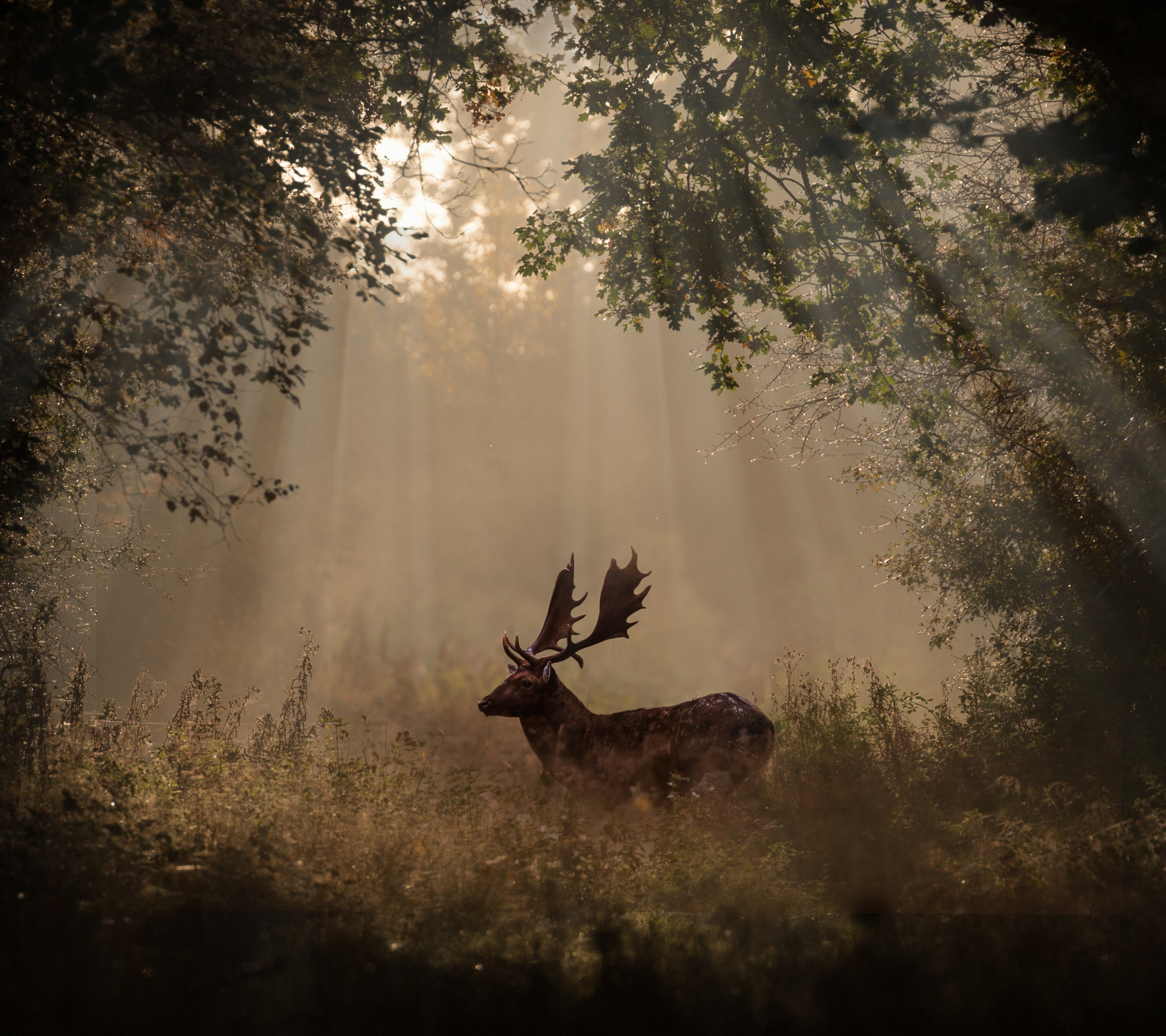 Free download wallpaper Animal, Deer, Sunbeam, Sunbean on your PC desktop