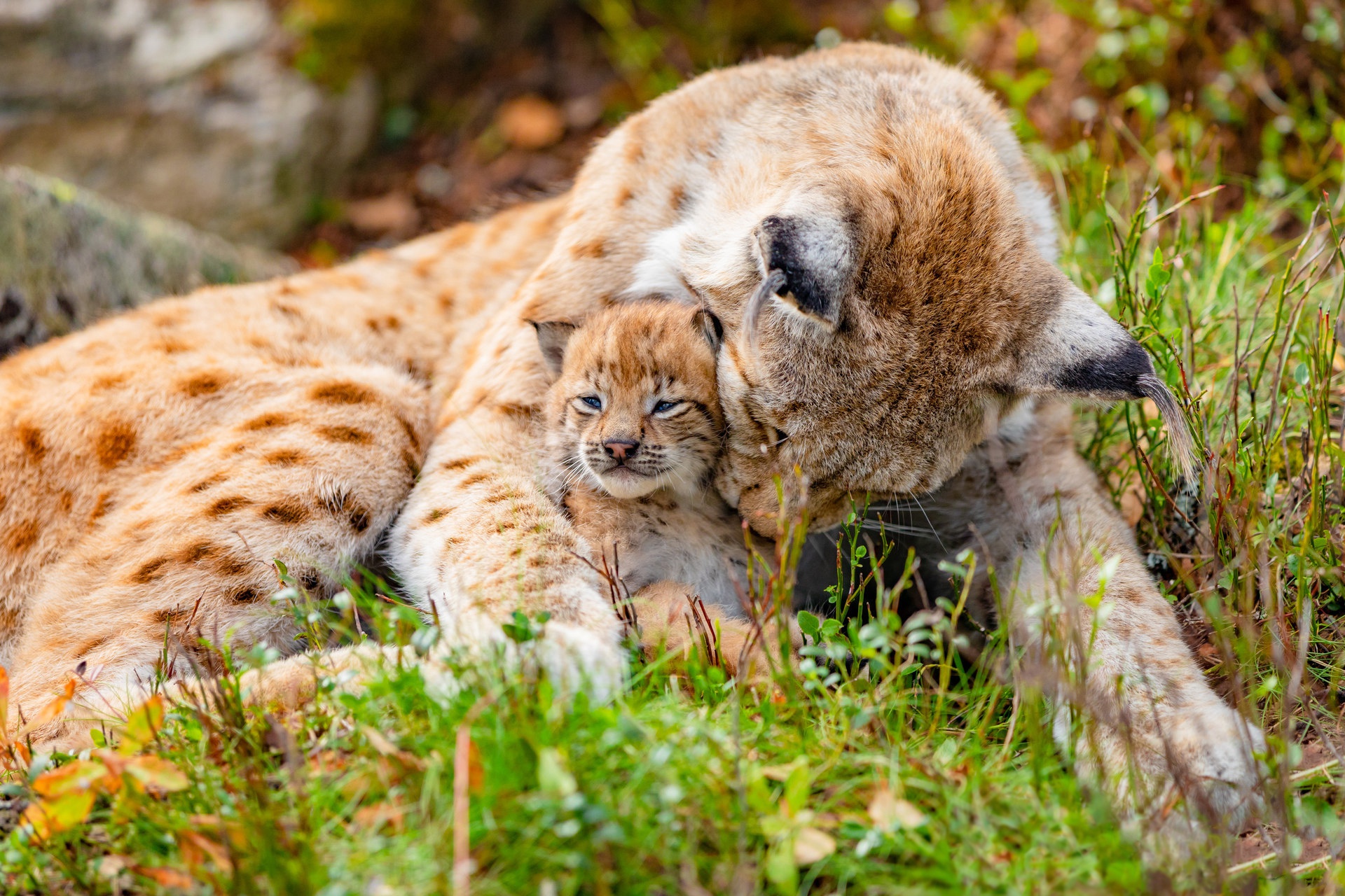 Download mobile wallpaper Cats, Animal, Baby Animal, Lynx, Cub for free.