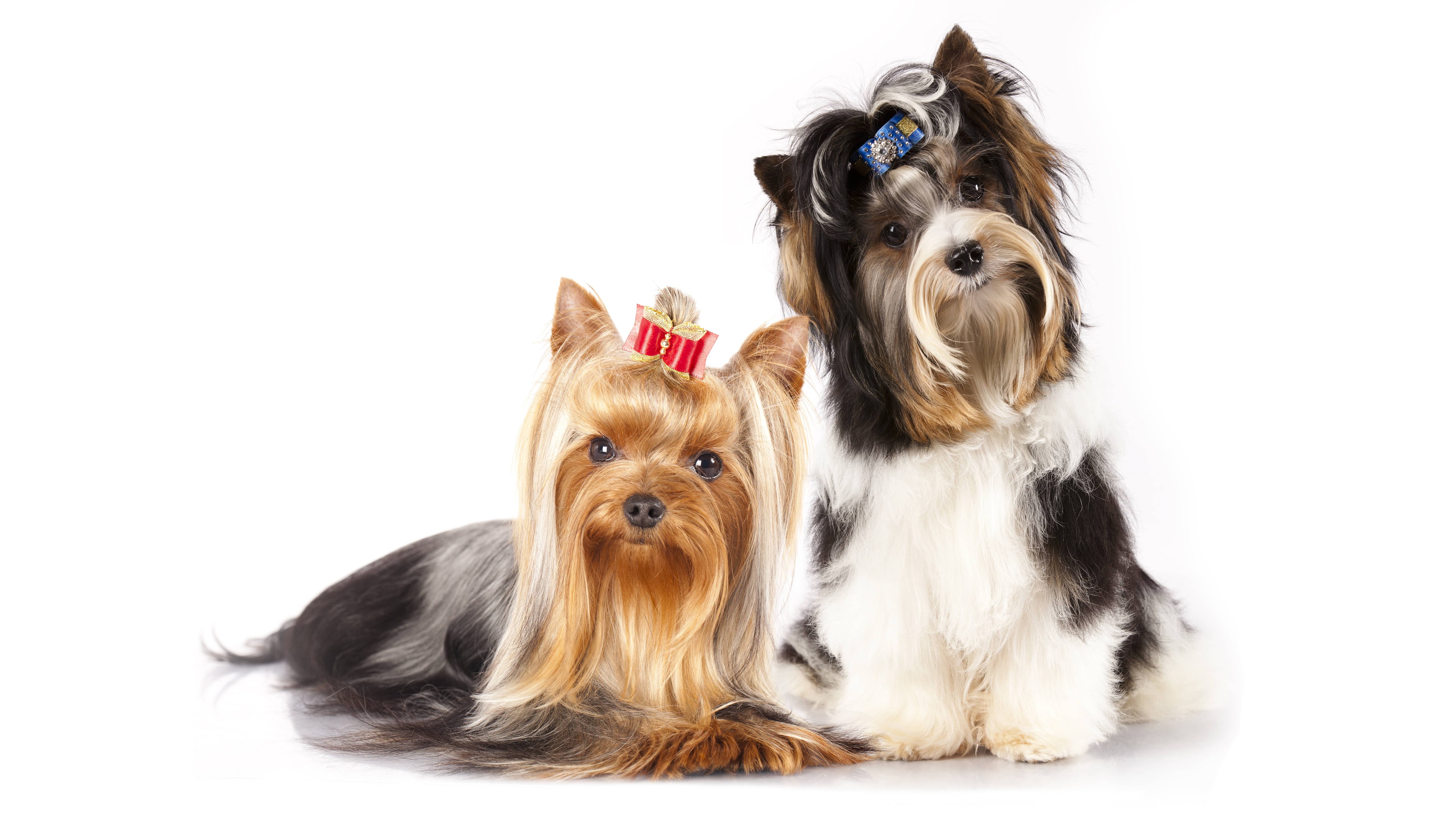 Free download wallpaper Dogs, Dog, Animal, Yorkshire Terrier on your PC desktop