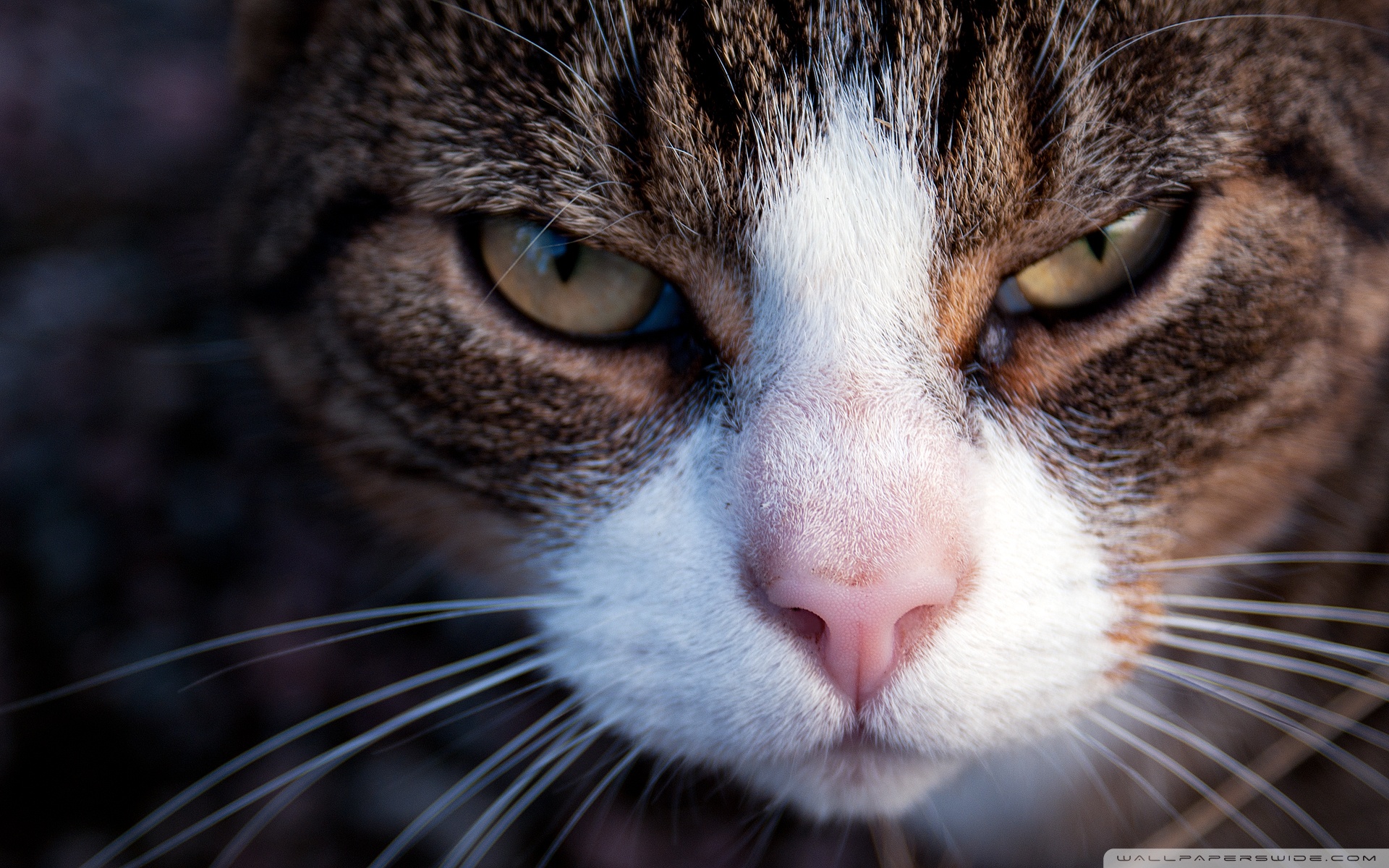 Handy-Wallpaper Tiere, Katzen, Katze kostenlos herunterladen.