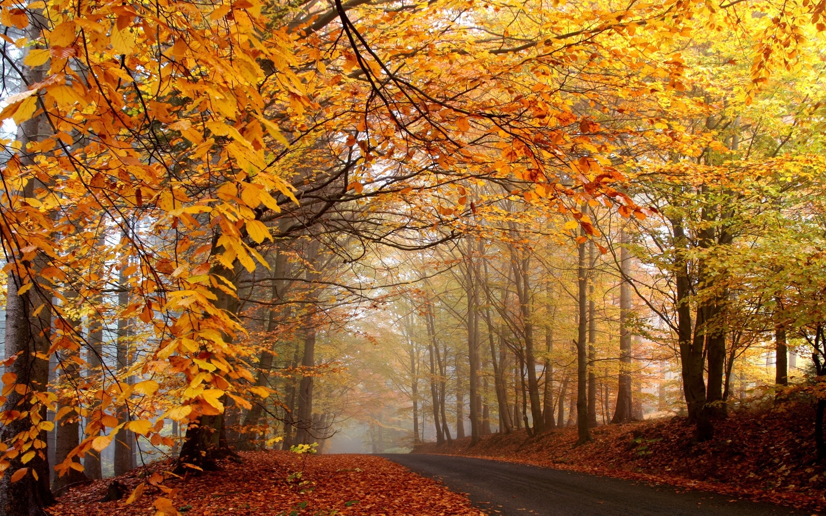 PCデスクトップに風景, 道路, 秋, オレンジ画像を無料でダウンロード