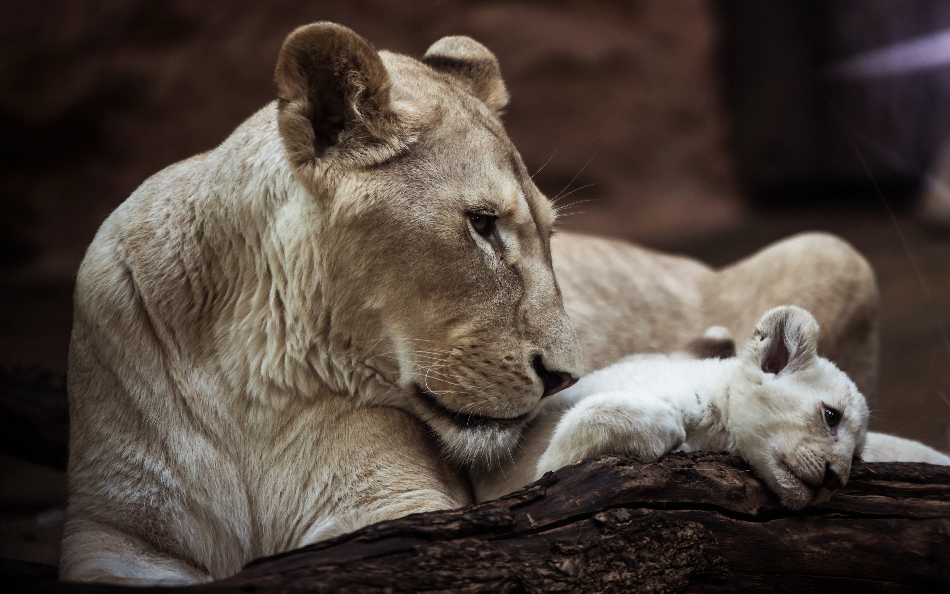 Free download wallpaper Cats, Lion, Animal, Baby Animal, Cub on your PC desktop