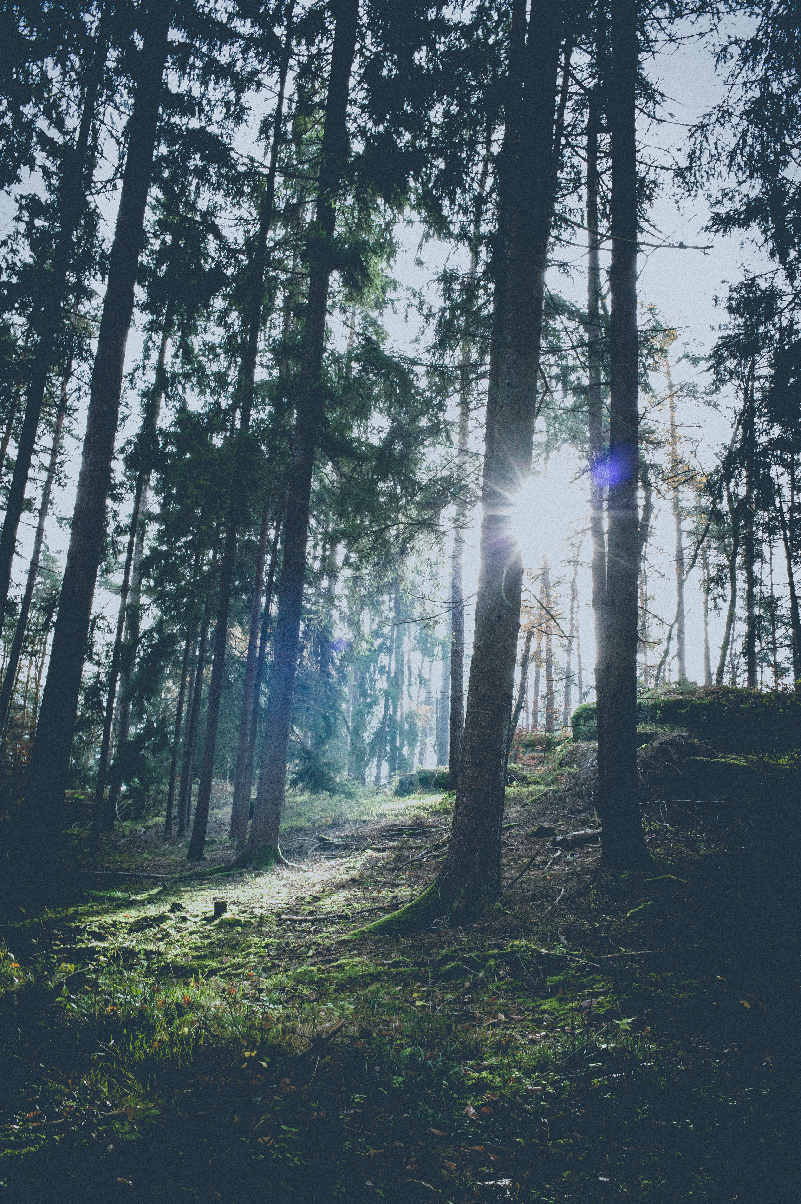 Free download wallpaper Nature, Trees, Sun, Glare, Forest, Sunlight on your PC desktop