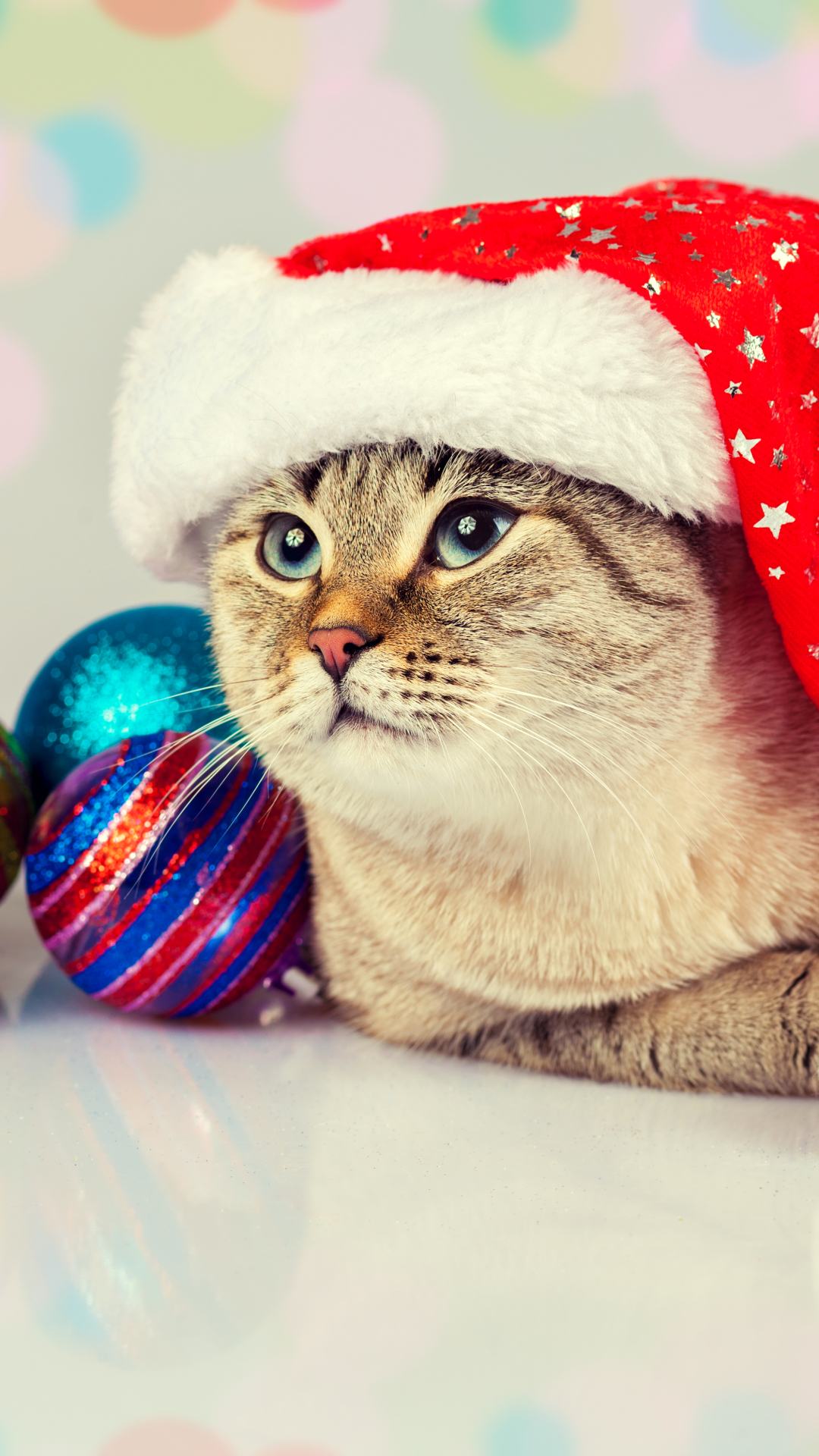 Handy-Wallpaper Feiertage, Weihnachten, Katze, Farben, Weihnachtsschmuck, Weihnachtsmütze kostenlos herunterladen.