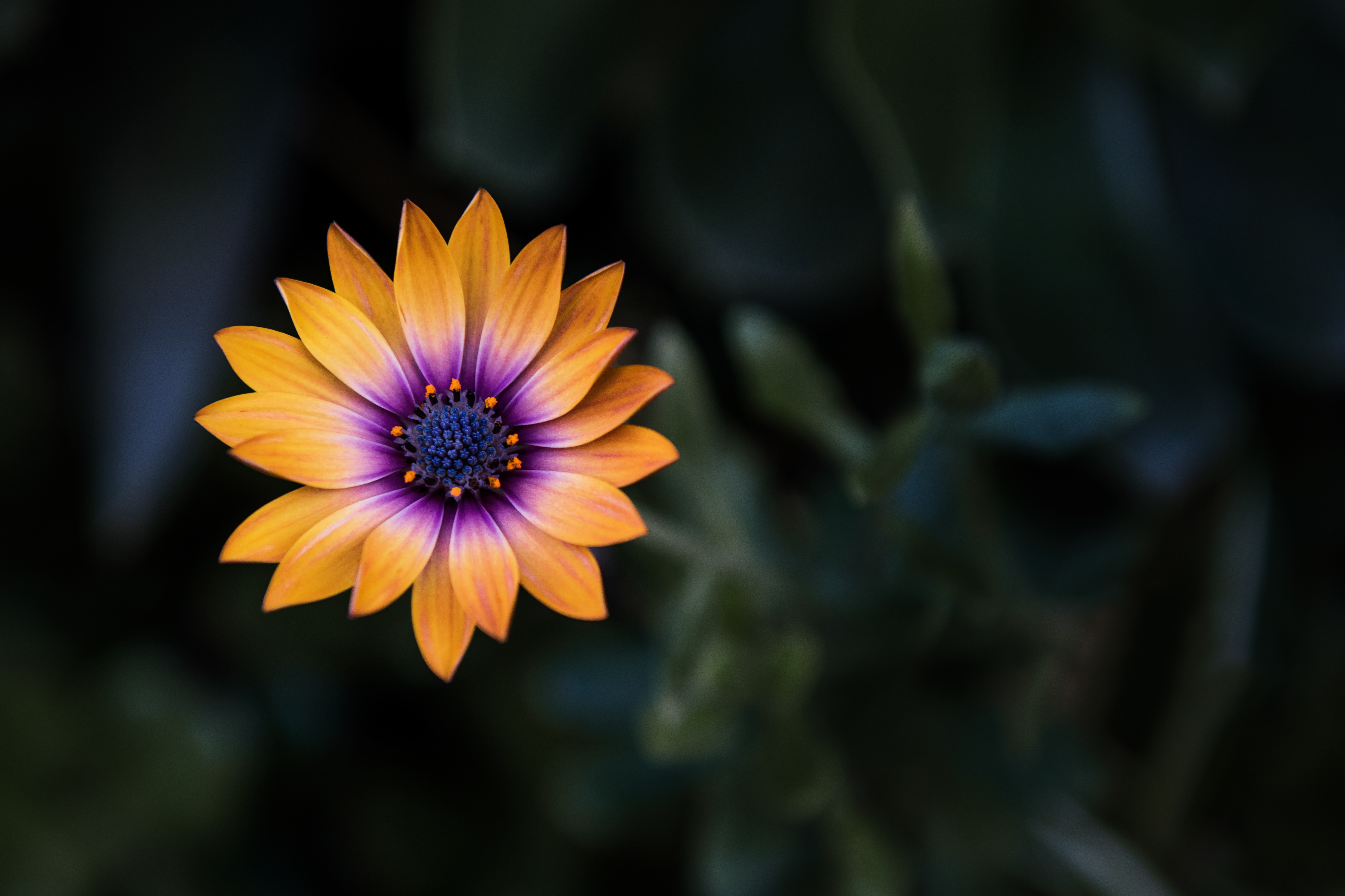 close up, flowers, yellow, flower, macro phone background