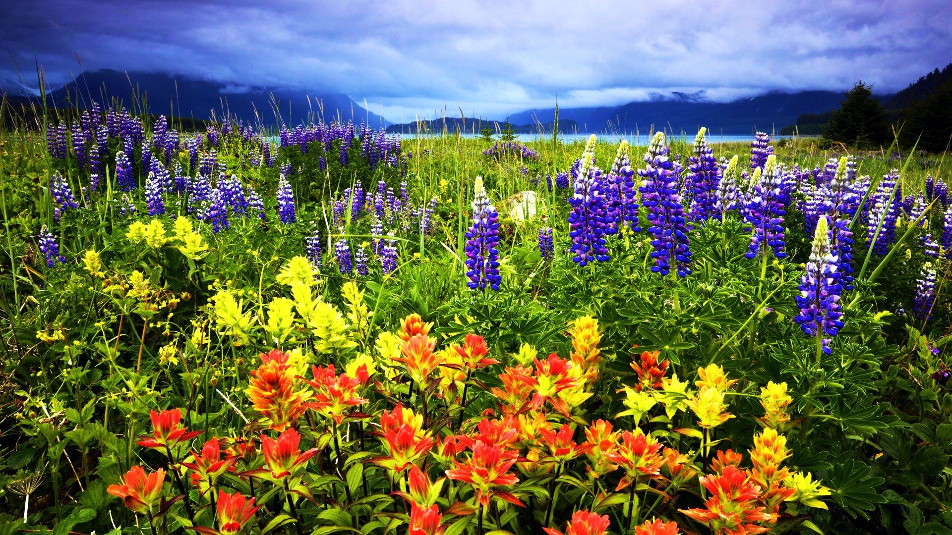 Download mobile wallpaper Landscape, Flowers, Mountain, Flower, Close Up, Earth, Spring for free.