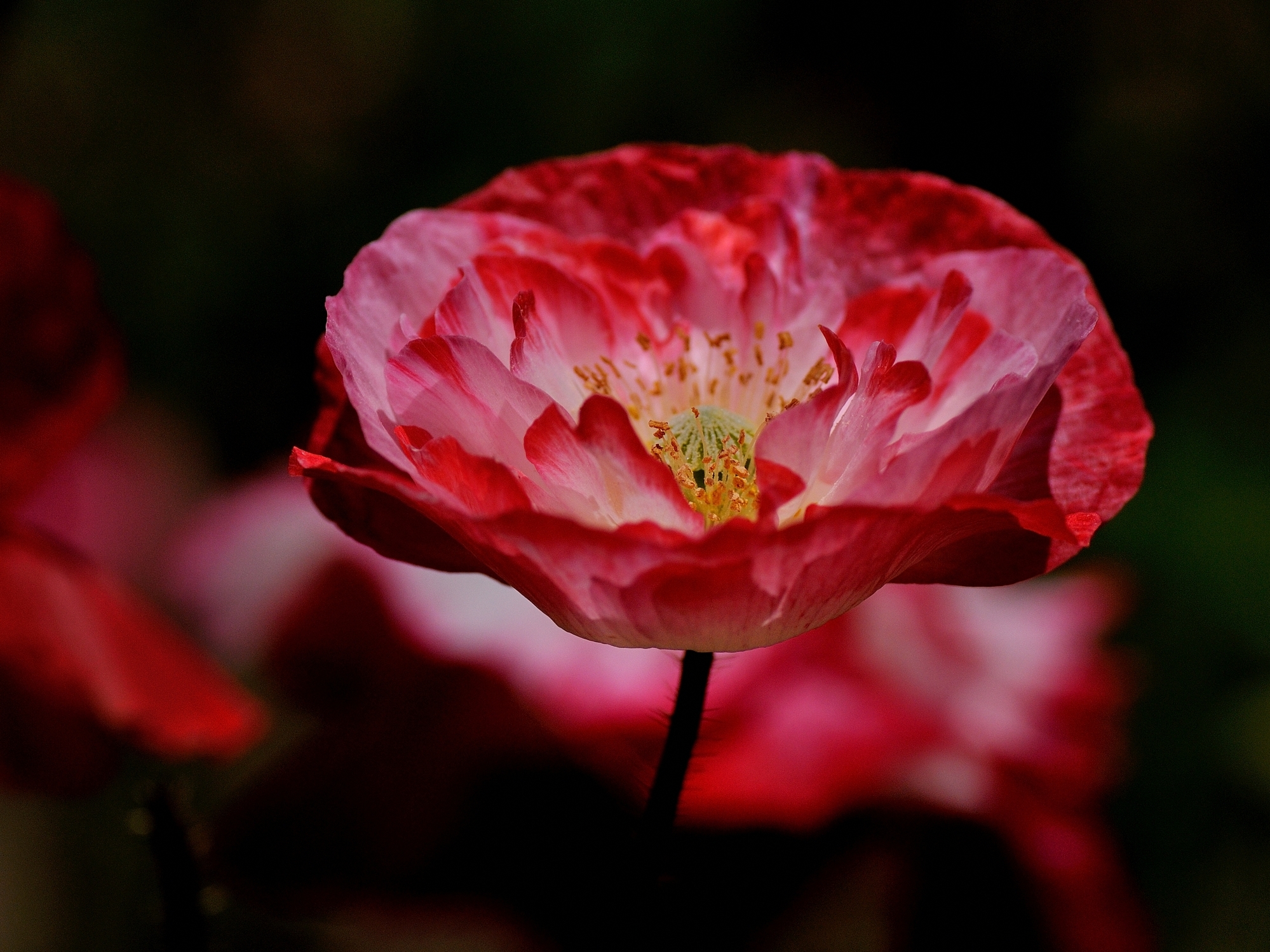 Téléchargez gratuitement l'image Fleurs, Coquelicot, Terre/nature sur le bureau de votre PC