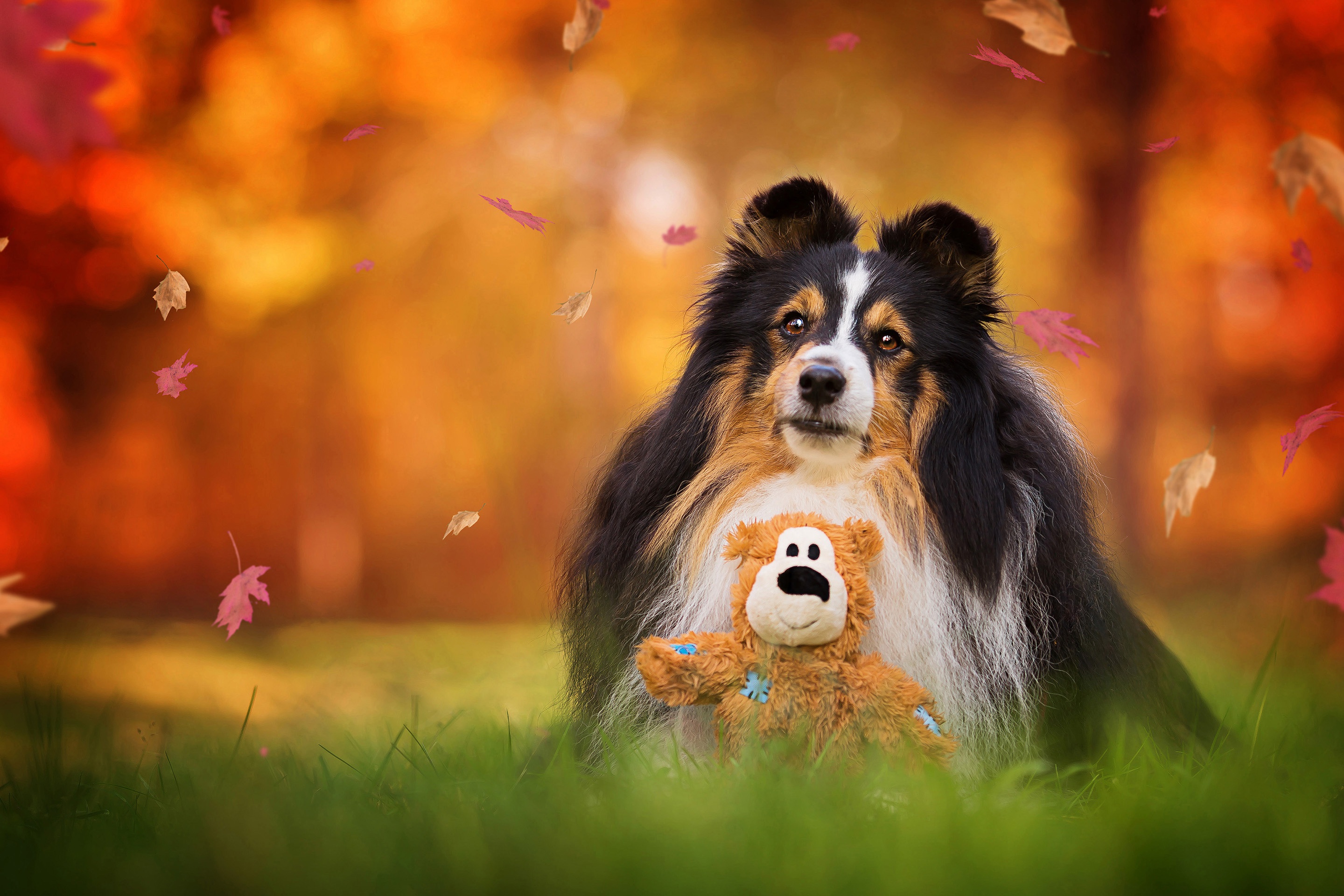 Free download wallpaper Dogs, Dog, Fall, Animal, Shetland Sheepdog, Stuffed Animal, Depth Of Field on your PC desktop