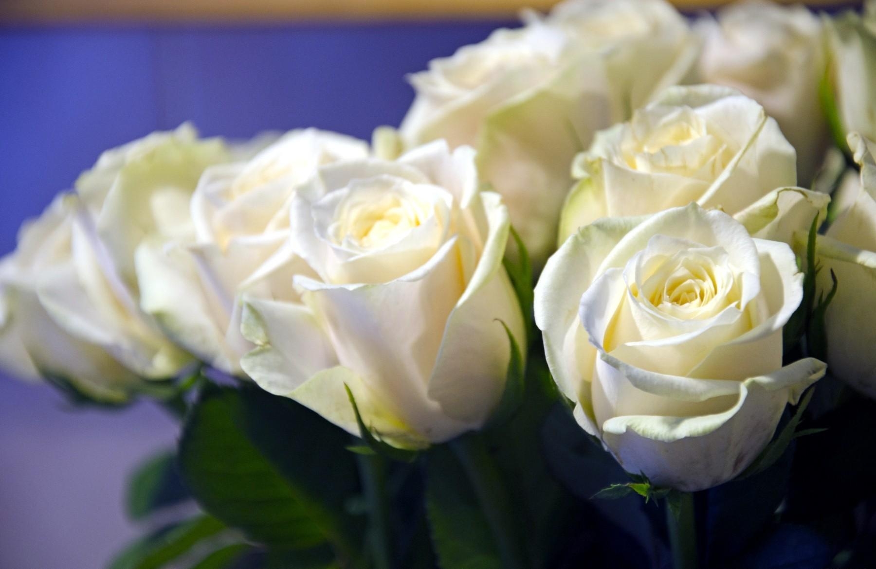 71302 скачать обои розы, бутоны, белоснежные, крупный план, цветы, букет - заставки и картинки бесплатно