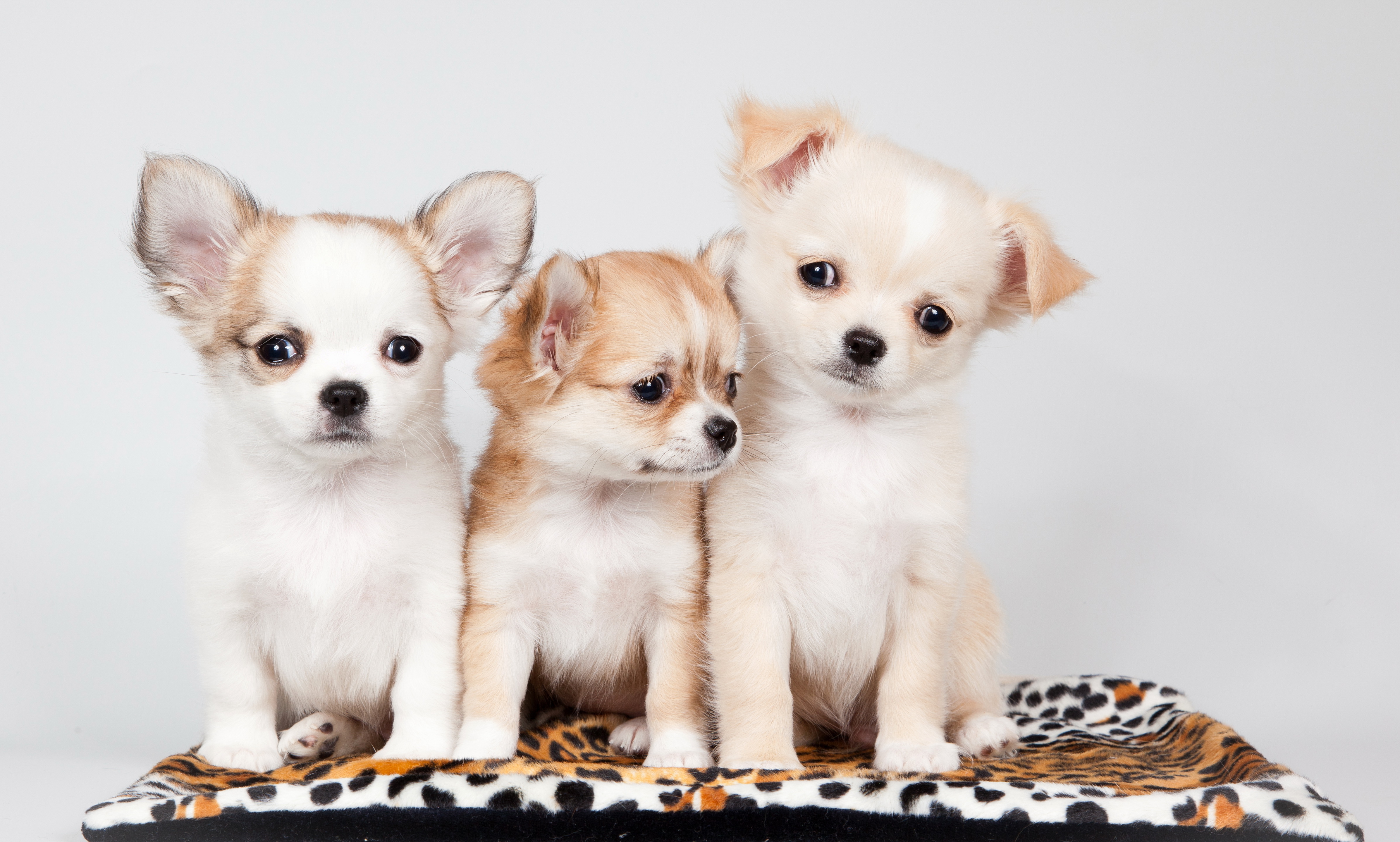 無料モバイル壁紙子犬, 犬, 動物をダウンロードします。