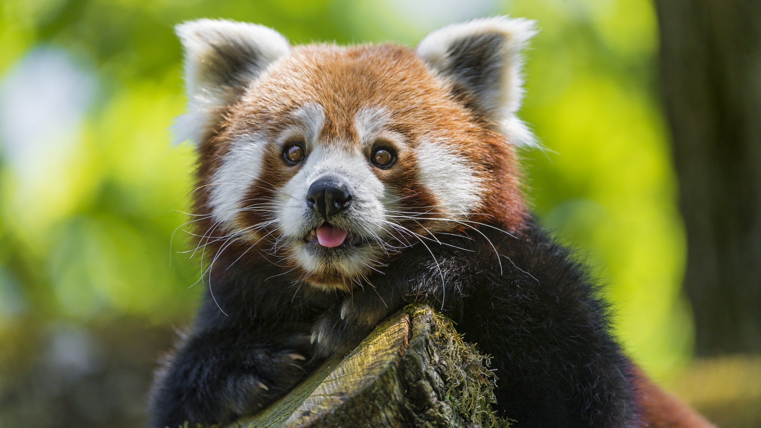 Handy-Wallpaper Tiere, Süß, Kleiner Panda kostenlos herunterladen.