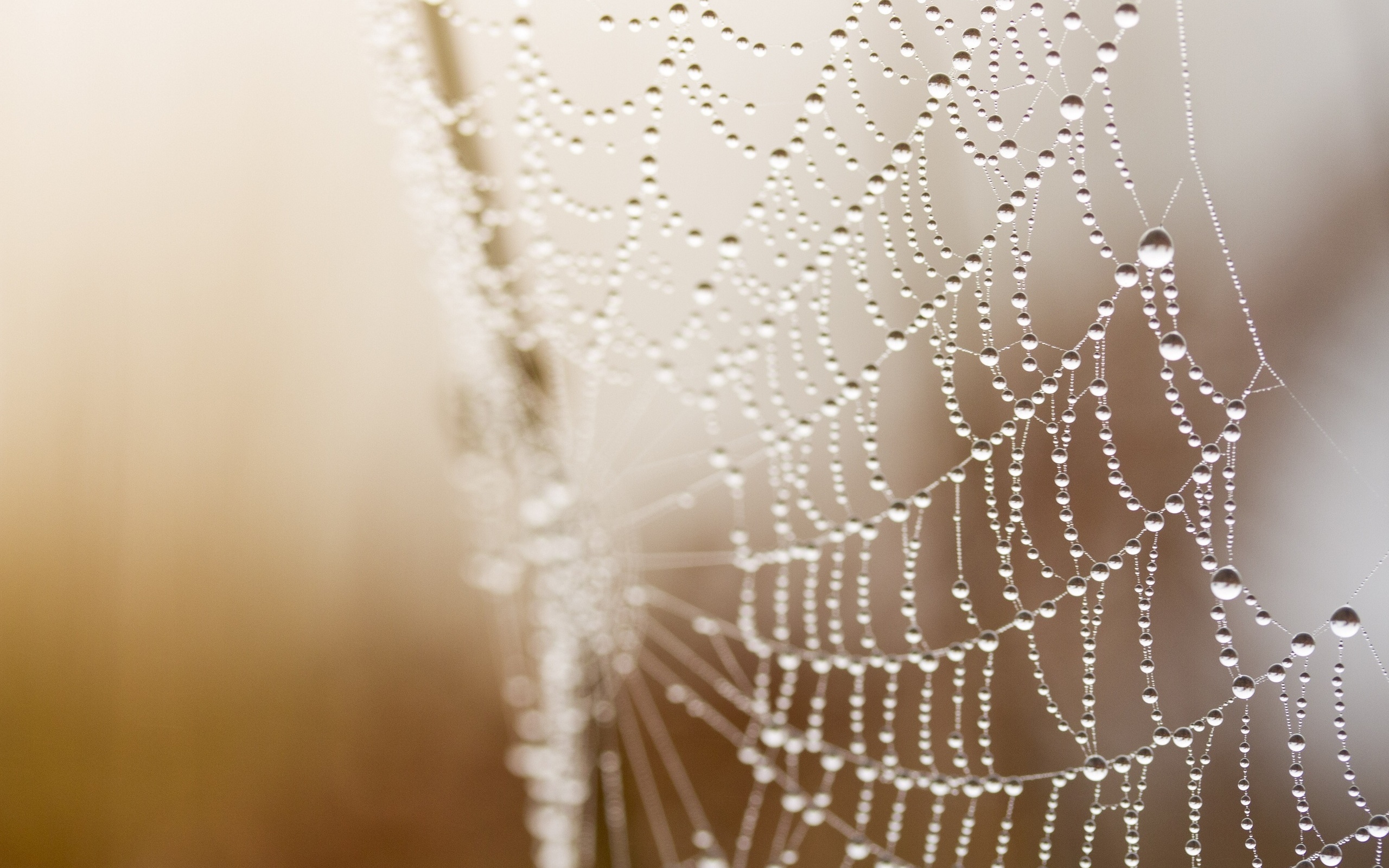 Download mobile wallpaper Photography, Spider Web for free.