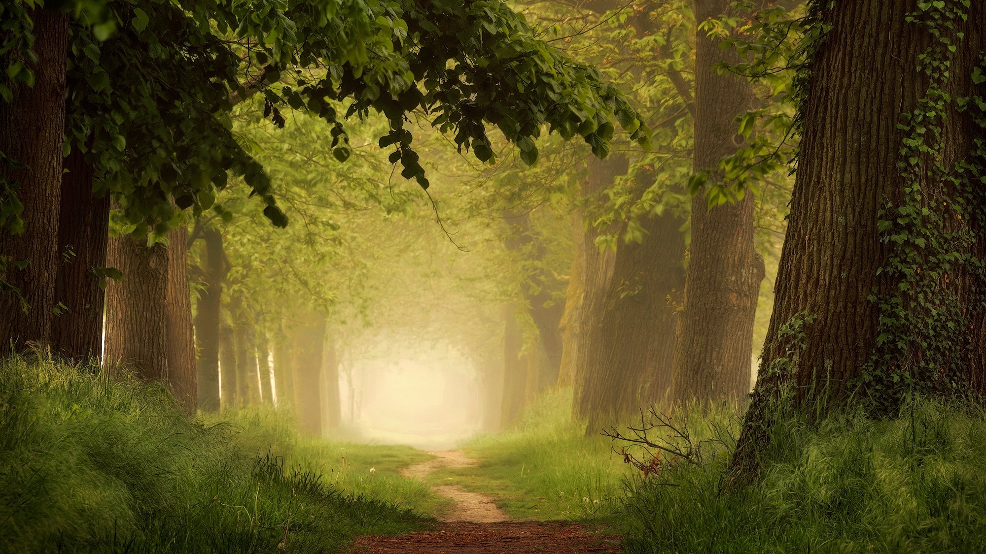 Descarga gratis la imagen Camino, Bosque, Niebla, Tierra/naturaleza, Verdor, Camino De Tierra en el escritorio de tu PC