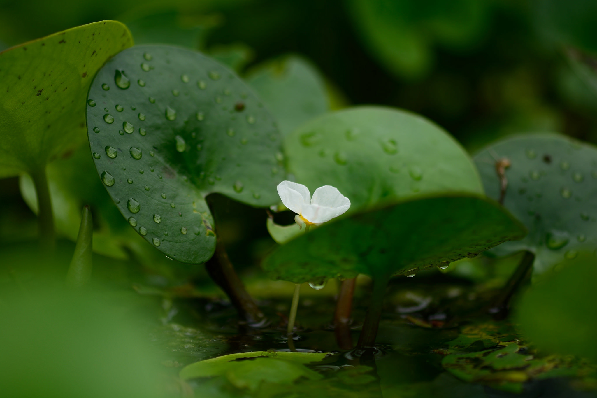 PCデスクトップに自然, 葉, 花, 地球, 白い花, 水滴画像を無料でダウンロード