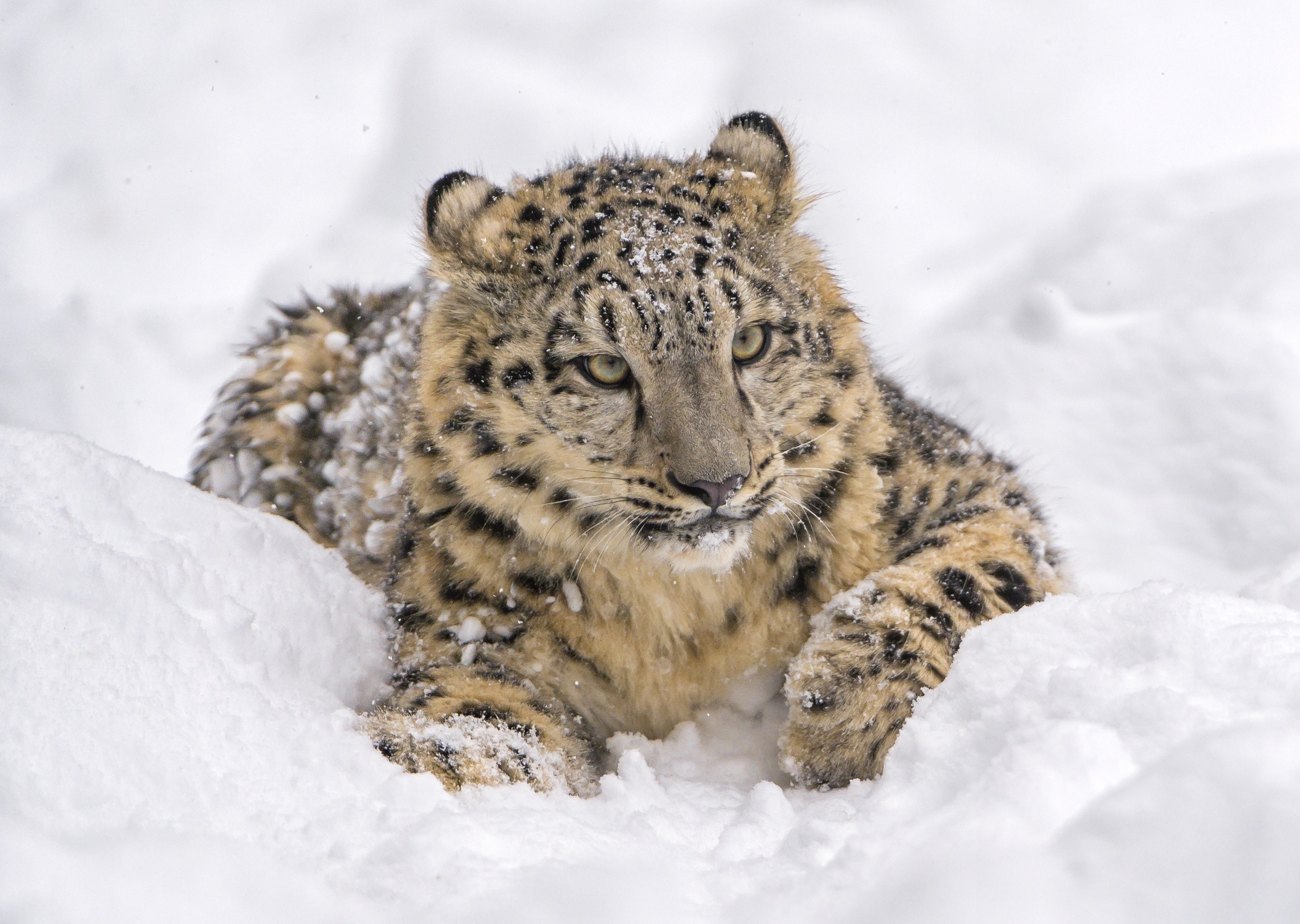 Скачати мобільні шпалери Зима, Сніг, Тварина, Коти, Сніговий Леопард безкоштовно.