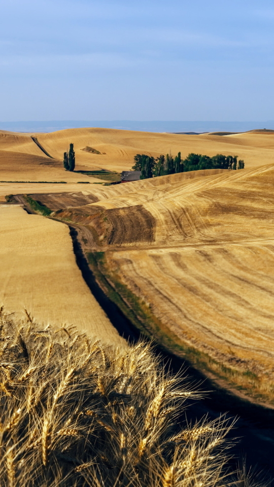 Descarga gratuita de fondo de pantalla para móvil de Paisaje, Naturaleza, Verano, Trigo, Horizonte, Campo, Tierra/naturaleza, Colina, El Verano.