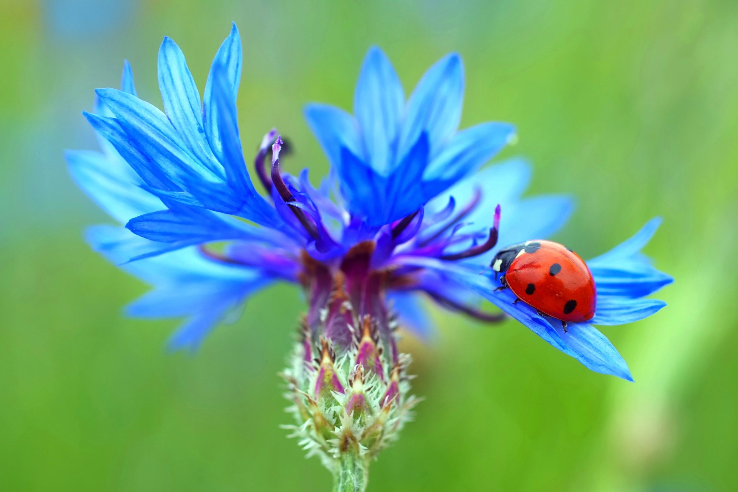 809909 завантажити картинку волошка, комаха, тварина, сонечко, синя квітка, квітка, макрос - шпалери і заставки безкоштовно