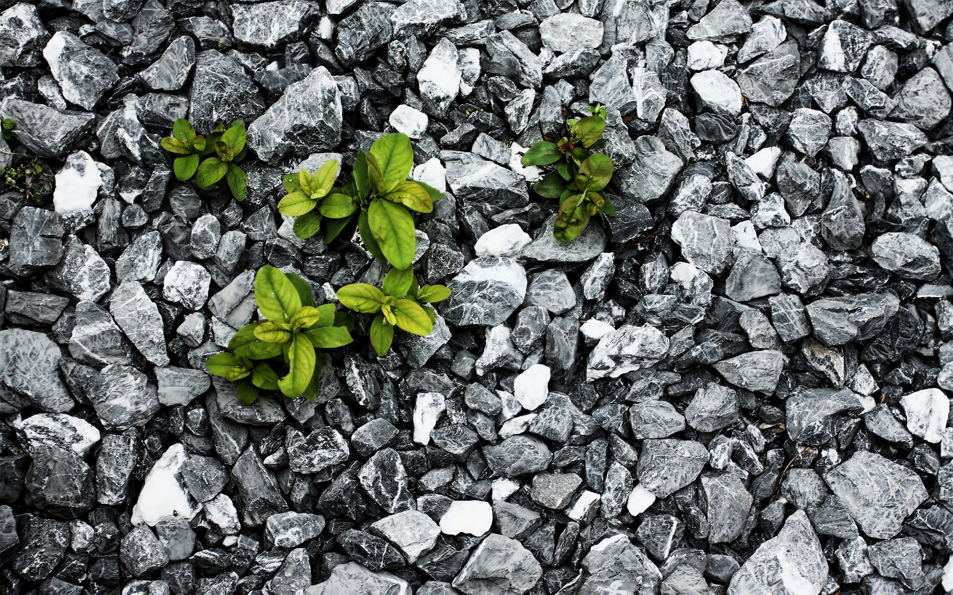 Free download wallpaper Plants, Stones, Leaves, Background on your PC desktop
