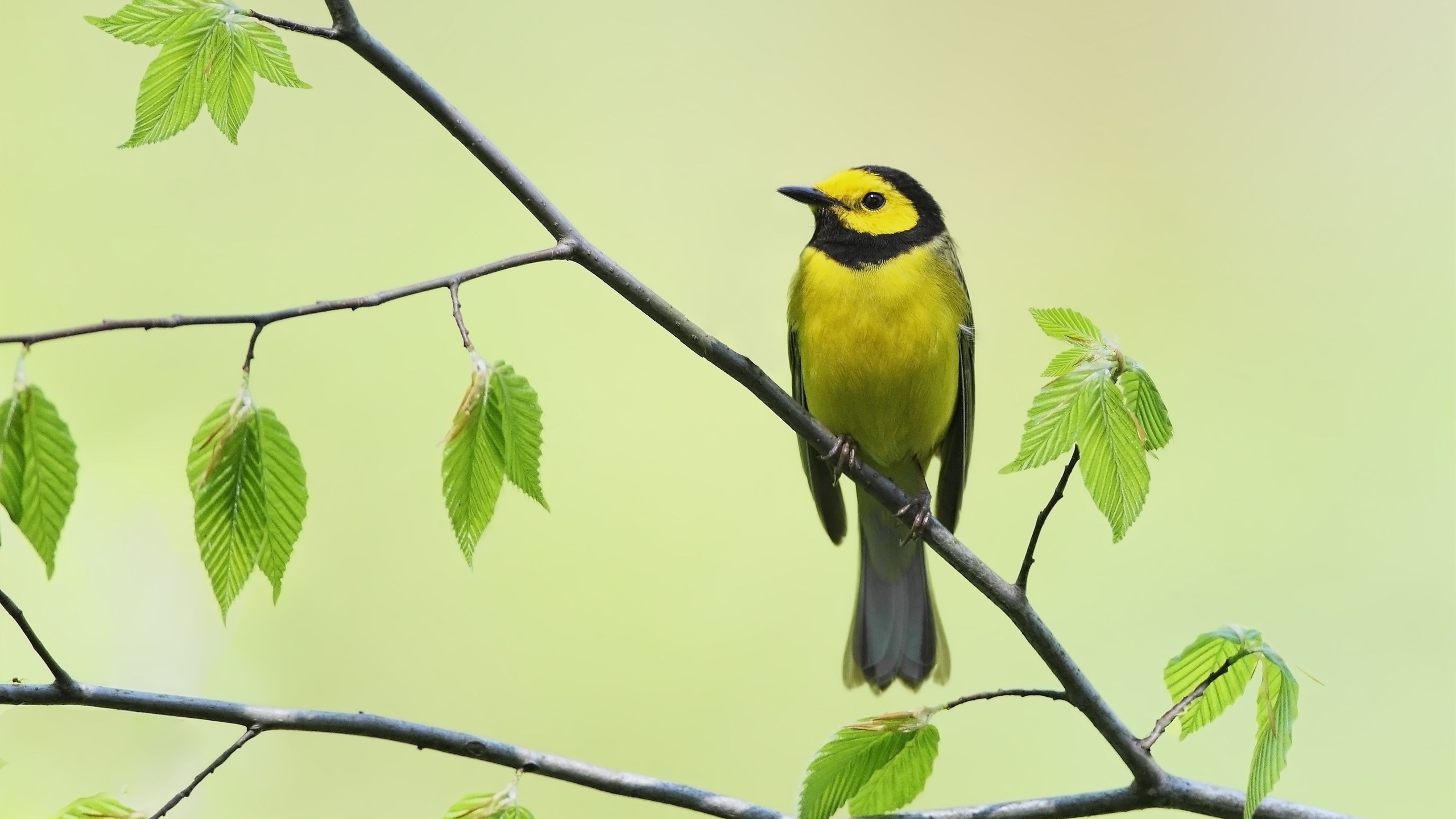 Téléchargez gratuitement l'image Animaux, Oiseau, Des Oiseaux sur le bureau de votre PC